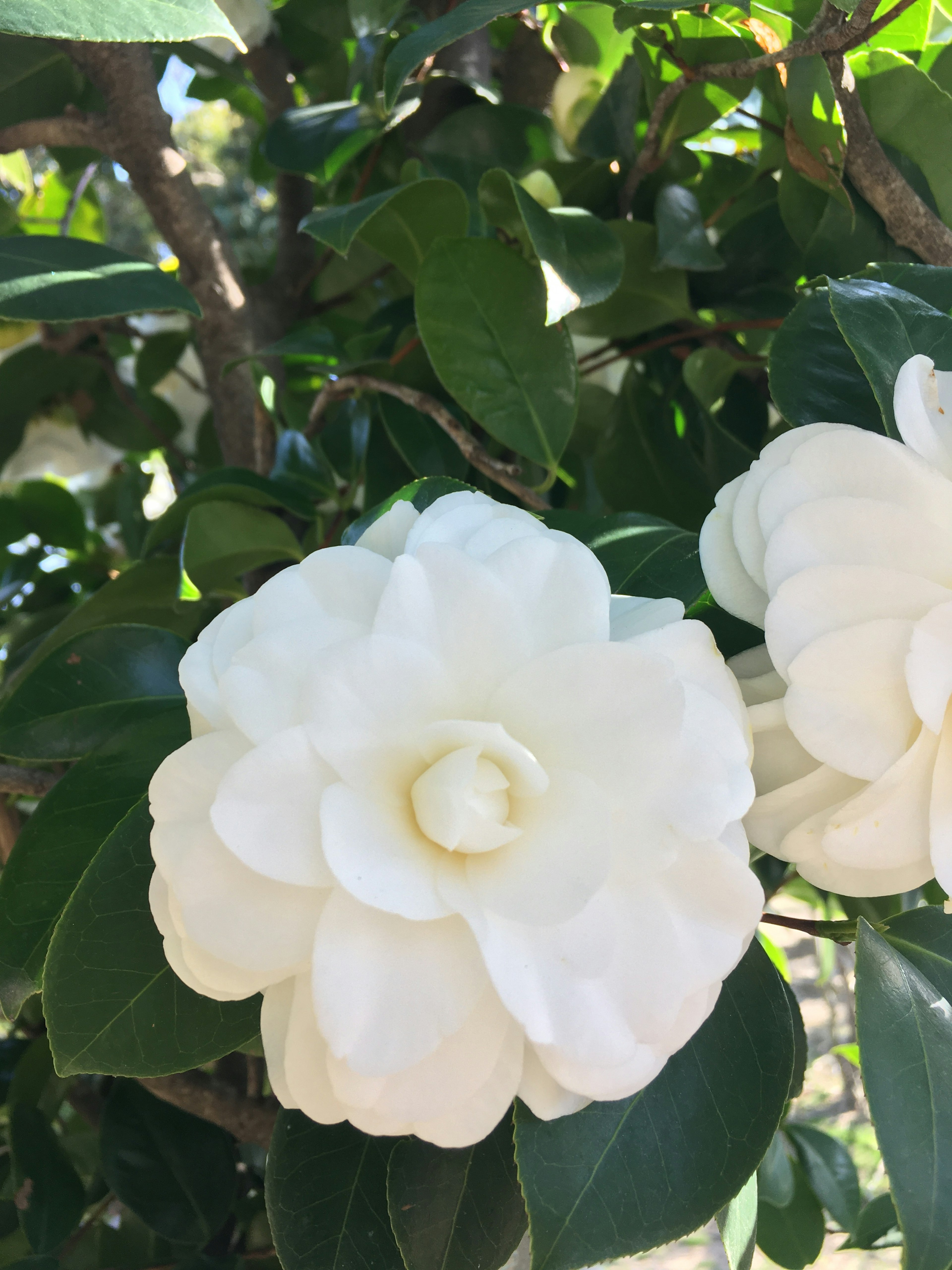 Flor de camelia blanca floreciendo entre hojas verdes exuberantes