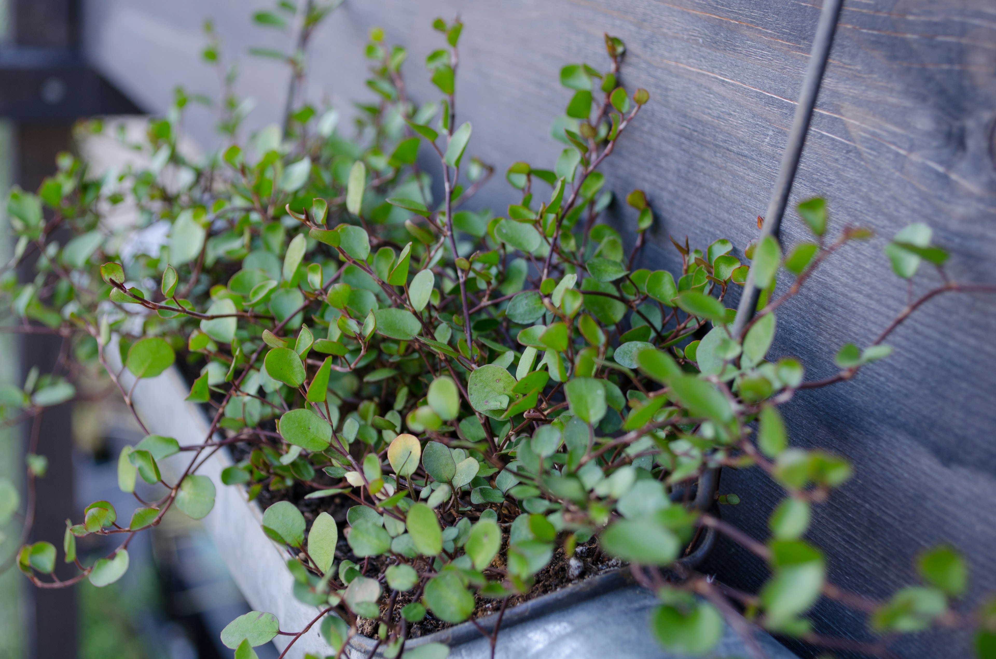 木製の壁に沿った緑の植物のクローズアップ