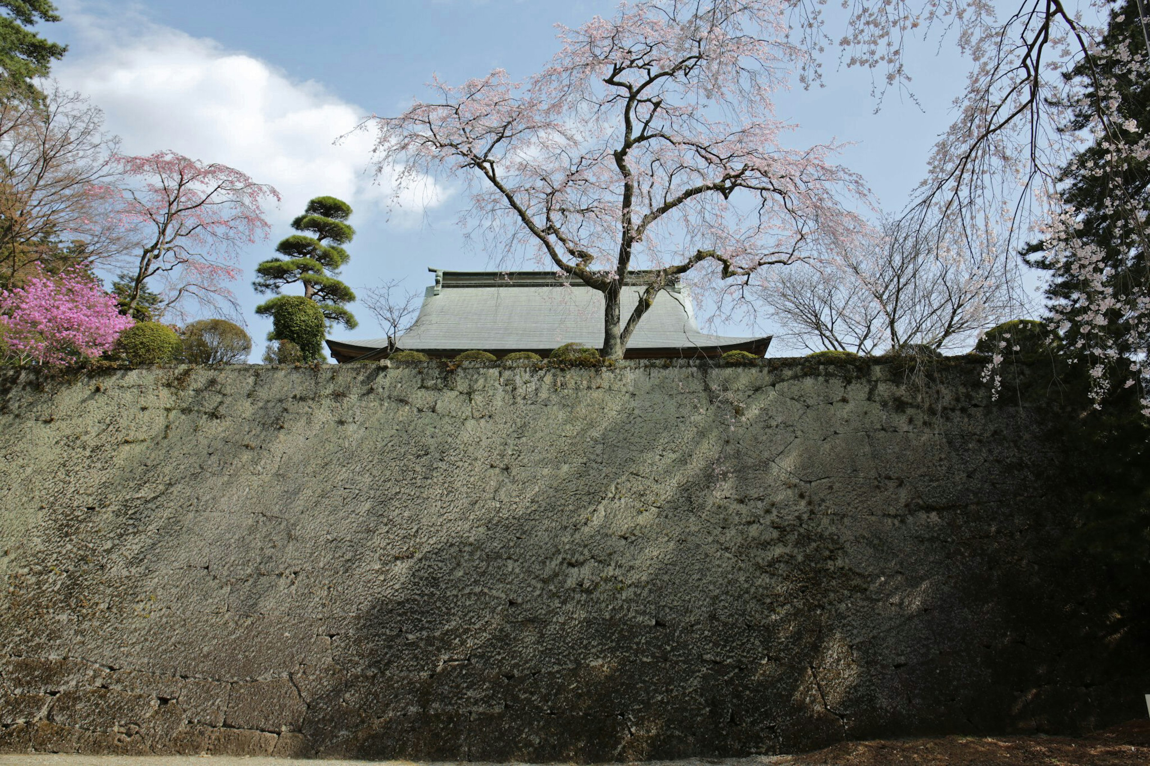 桜の木と緑の壁に囲まれた伝統的な建物