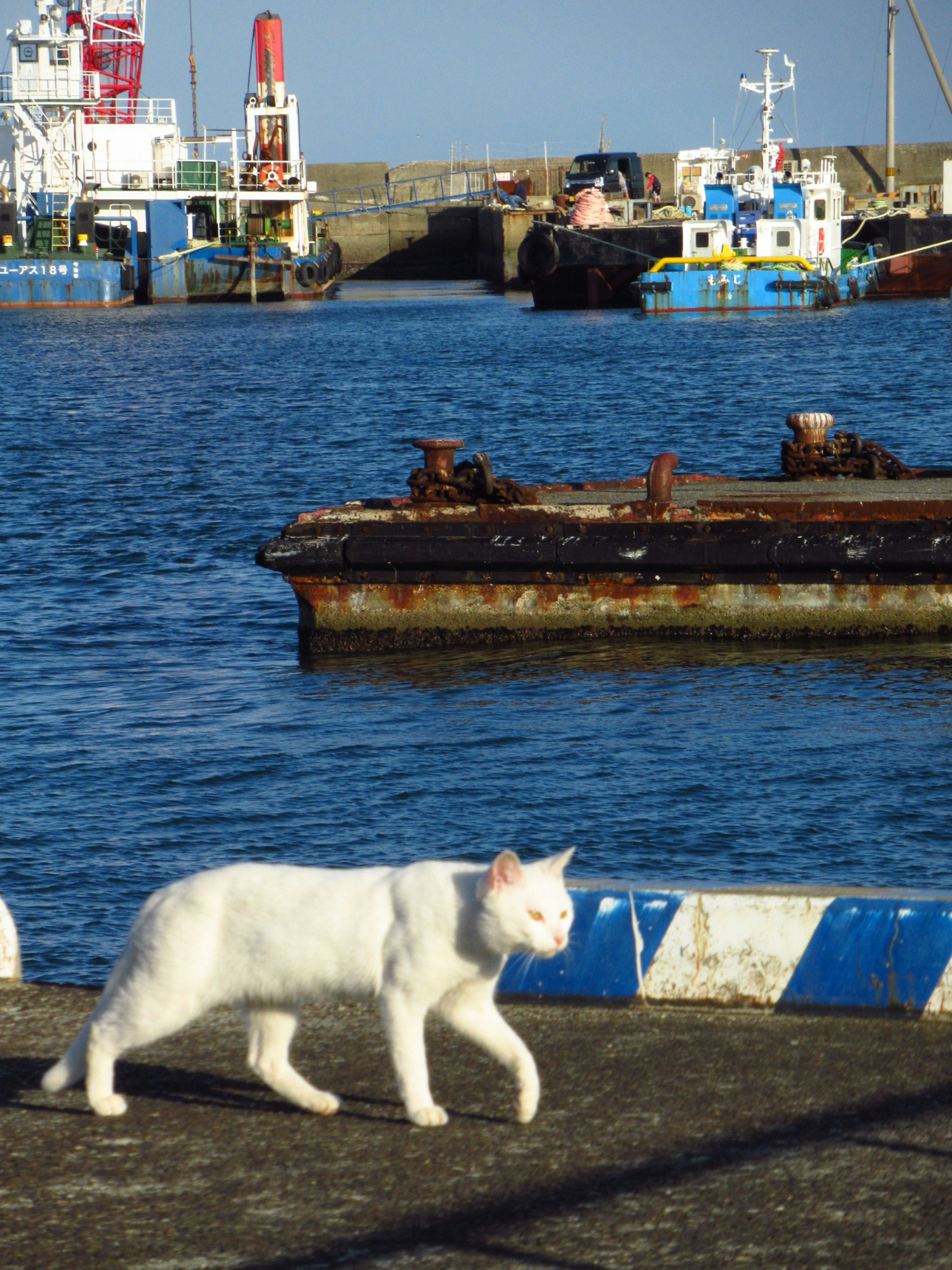 A white cat walking along the dock with boats in the background