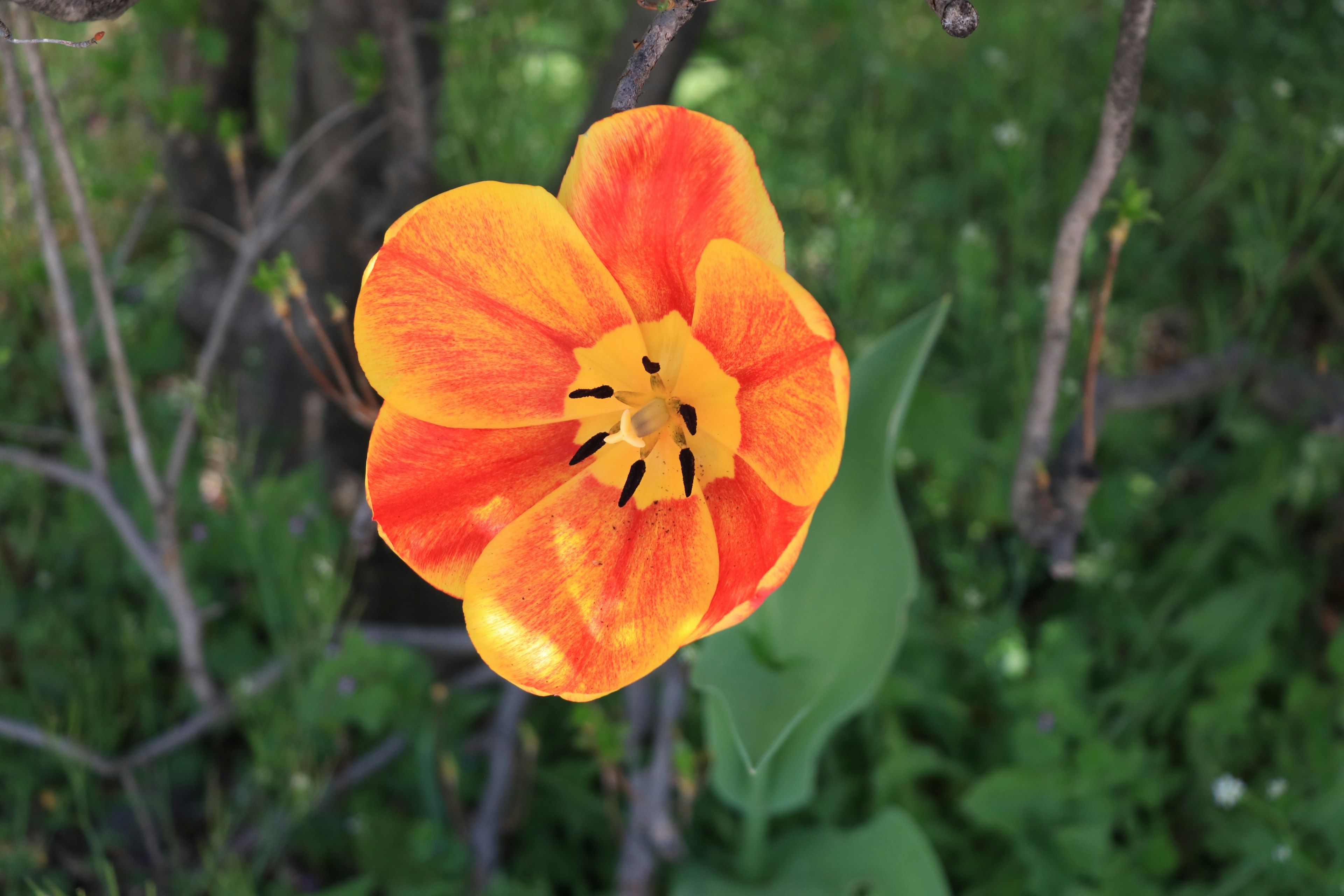 鮮やかなオレンジと黄色のチューリップの花が緑の背景に映える