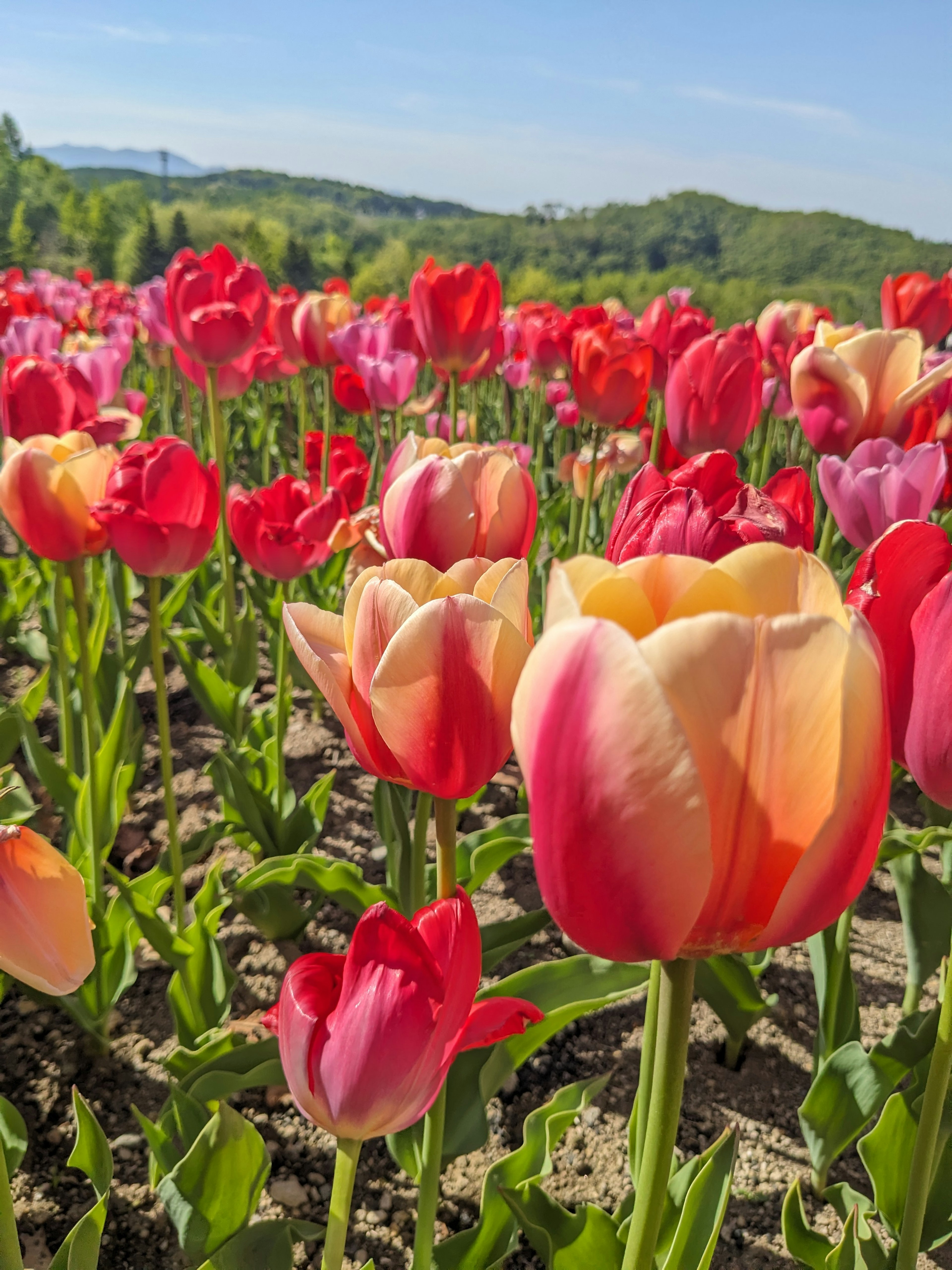 Flores de tulipanes vibrantes de varios colores floreciendo en un campo soleado