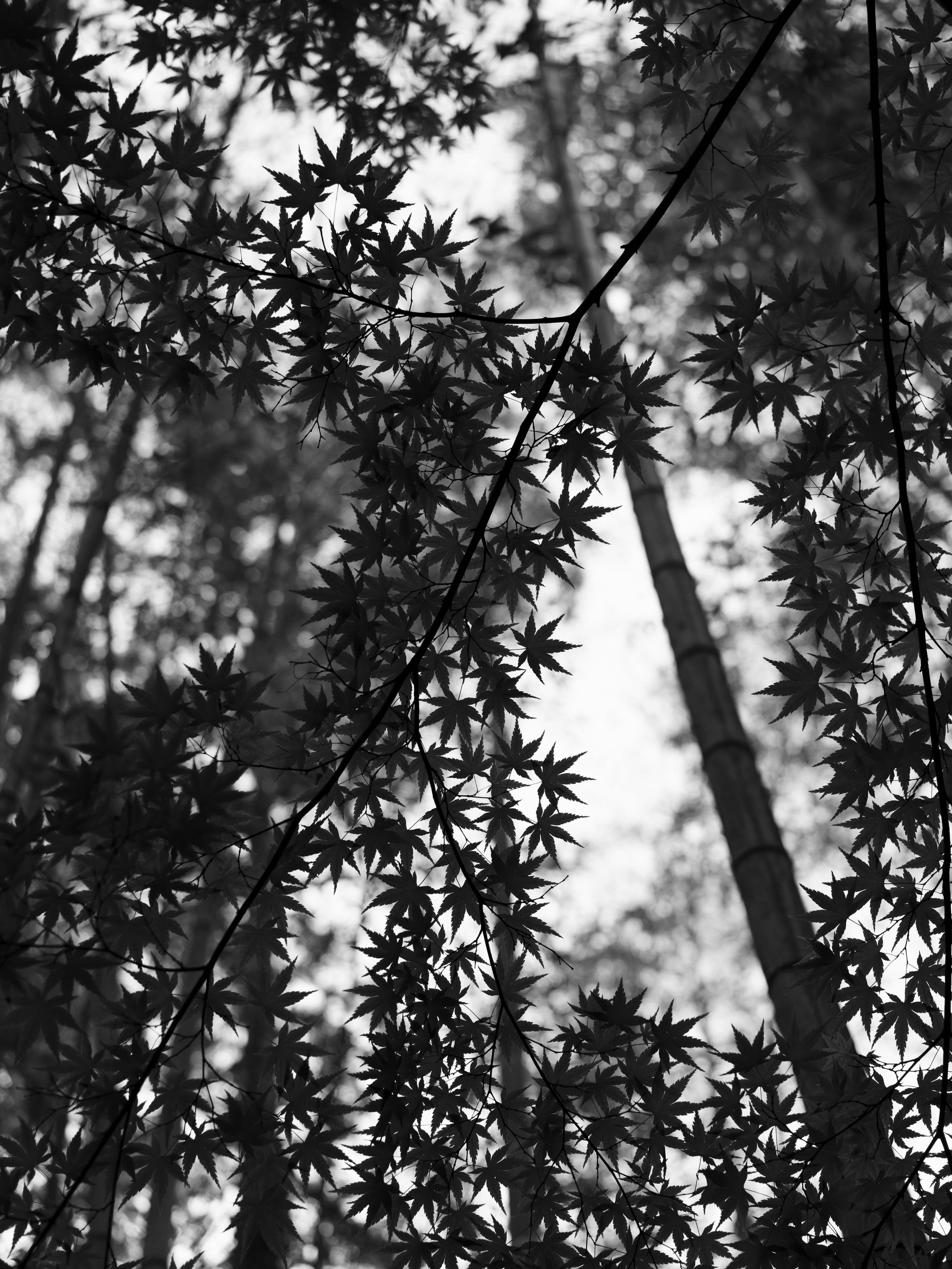 Silhouettes of bamboo and leaves against a dark background