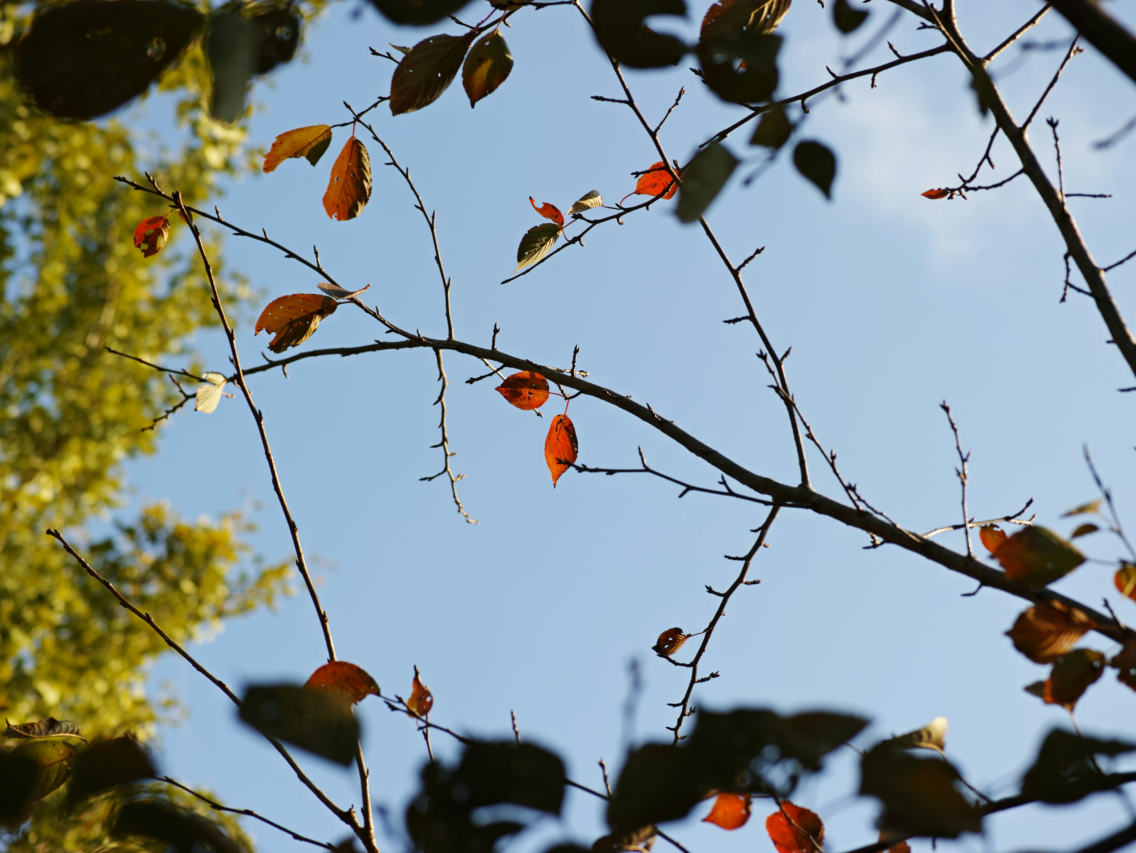 Photo of branches and leaves against a blue sky several red leaves stand out