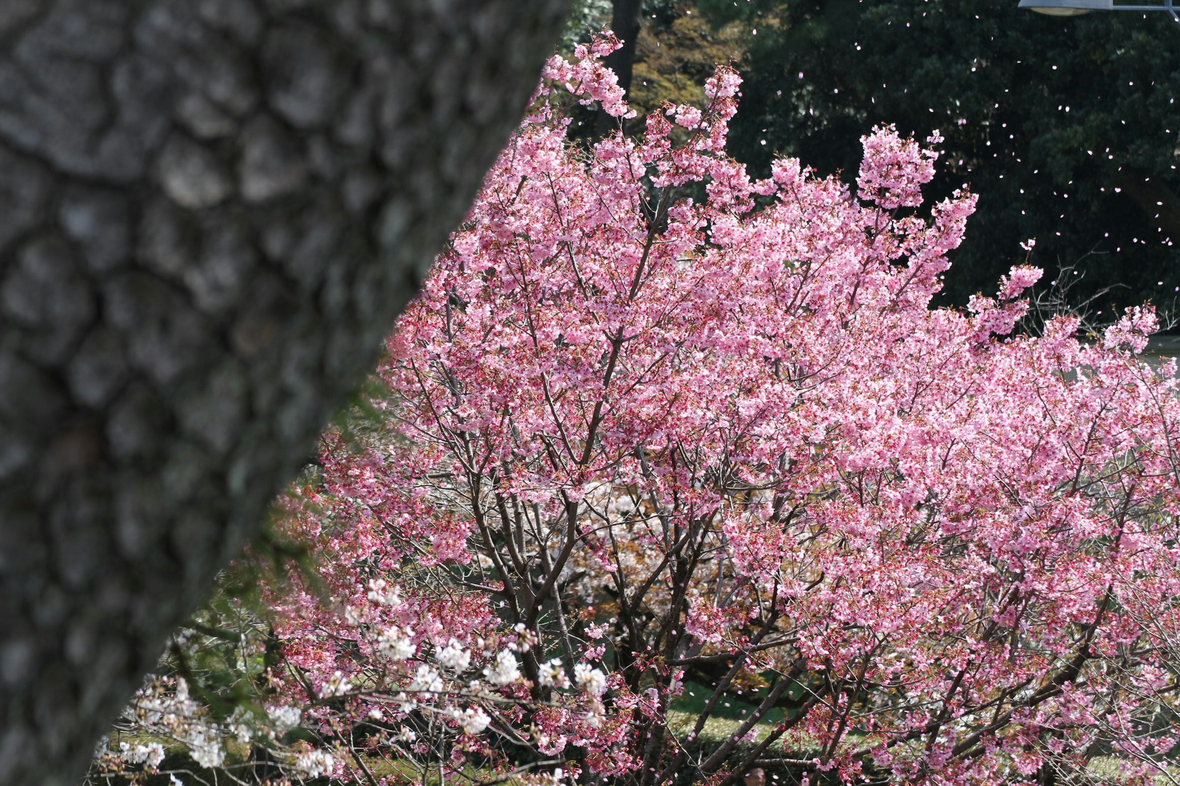 Una scena bellissima di alberi di ciliegio con fiori rosa