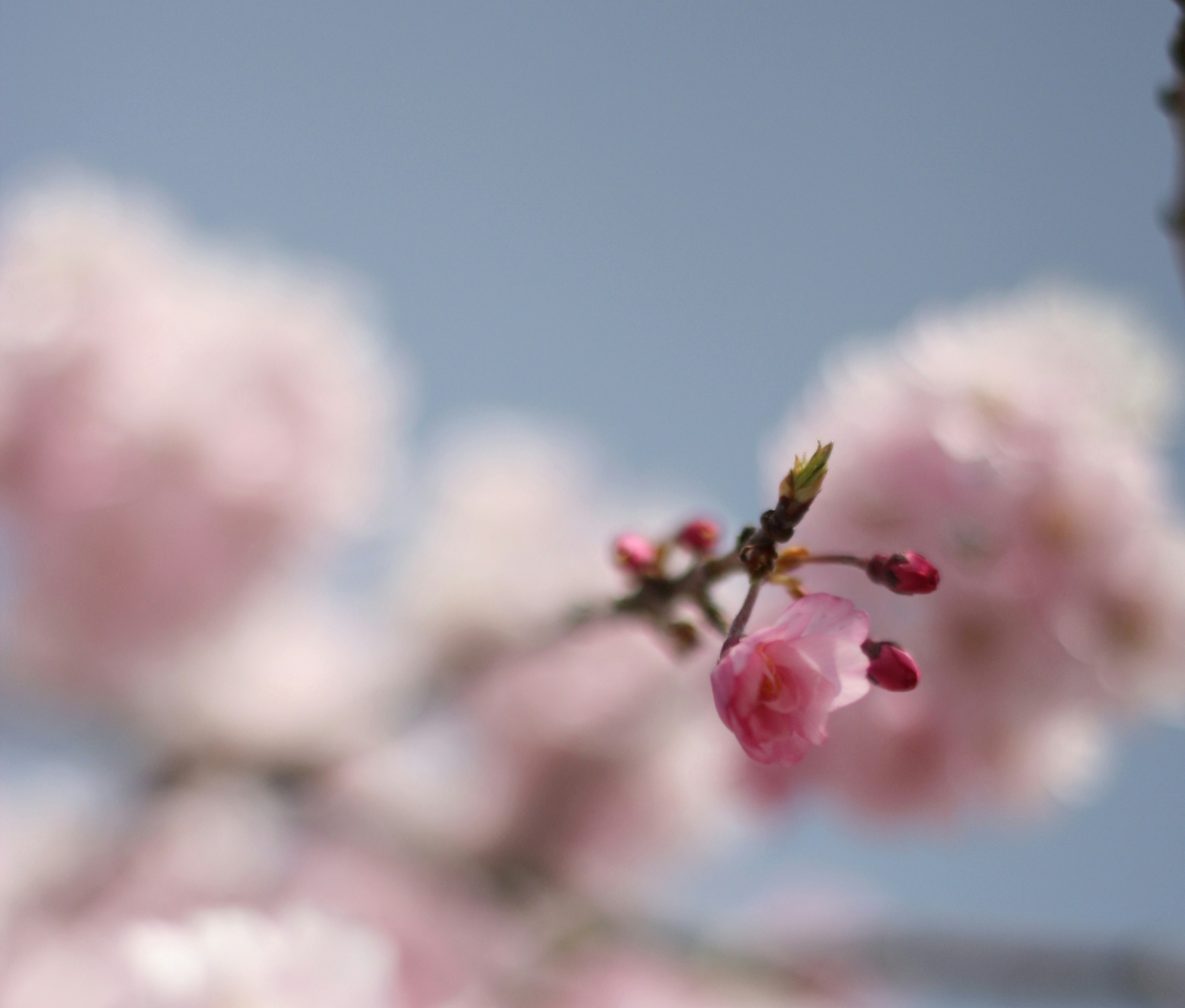 Primo piano di rami di ciliegio con fiori rosa contro un cielo blu