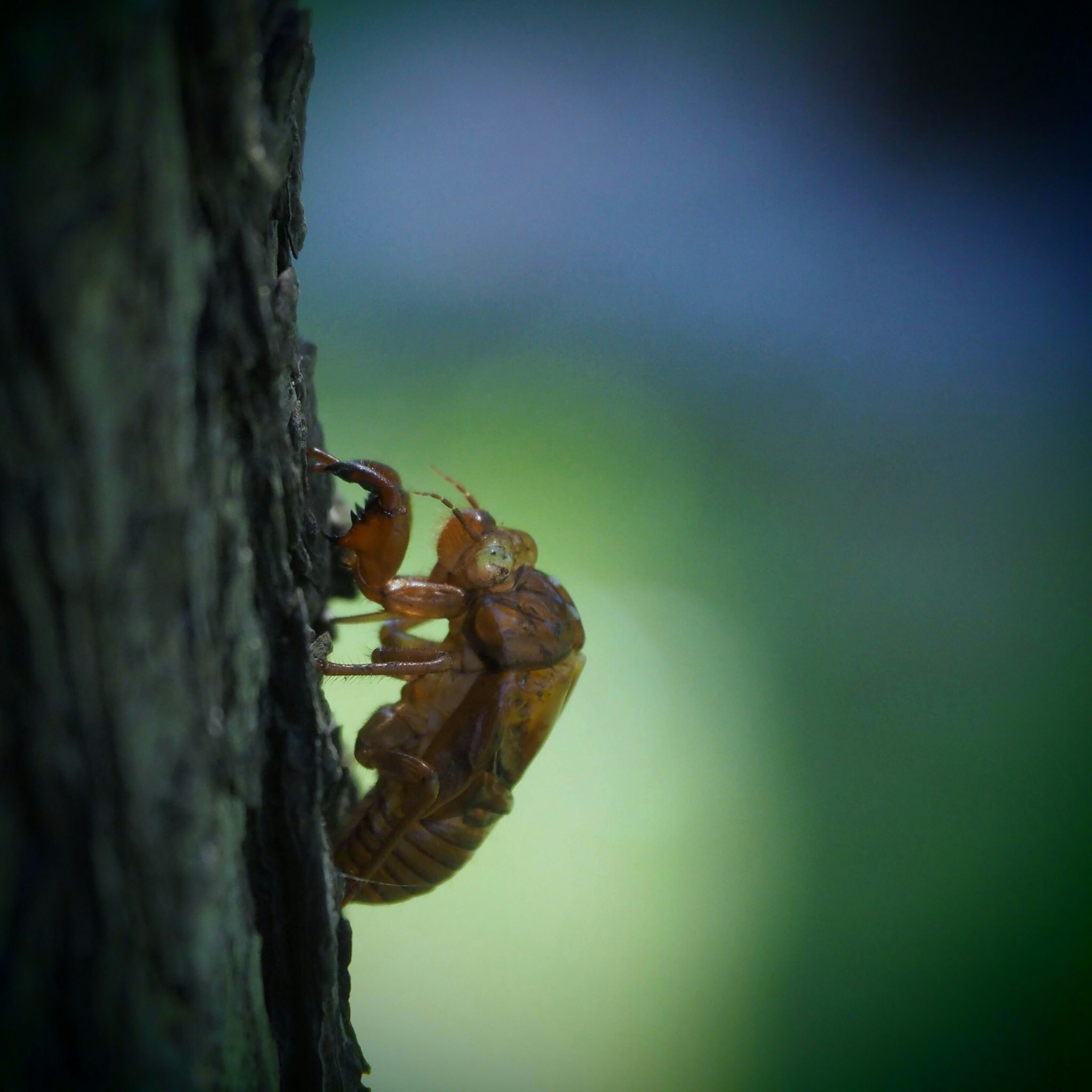 A brown cicada perched on a tree trunk with a blurred green background