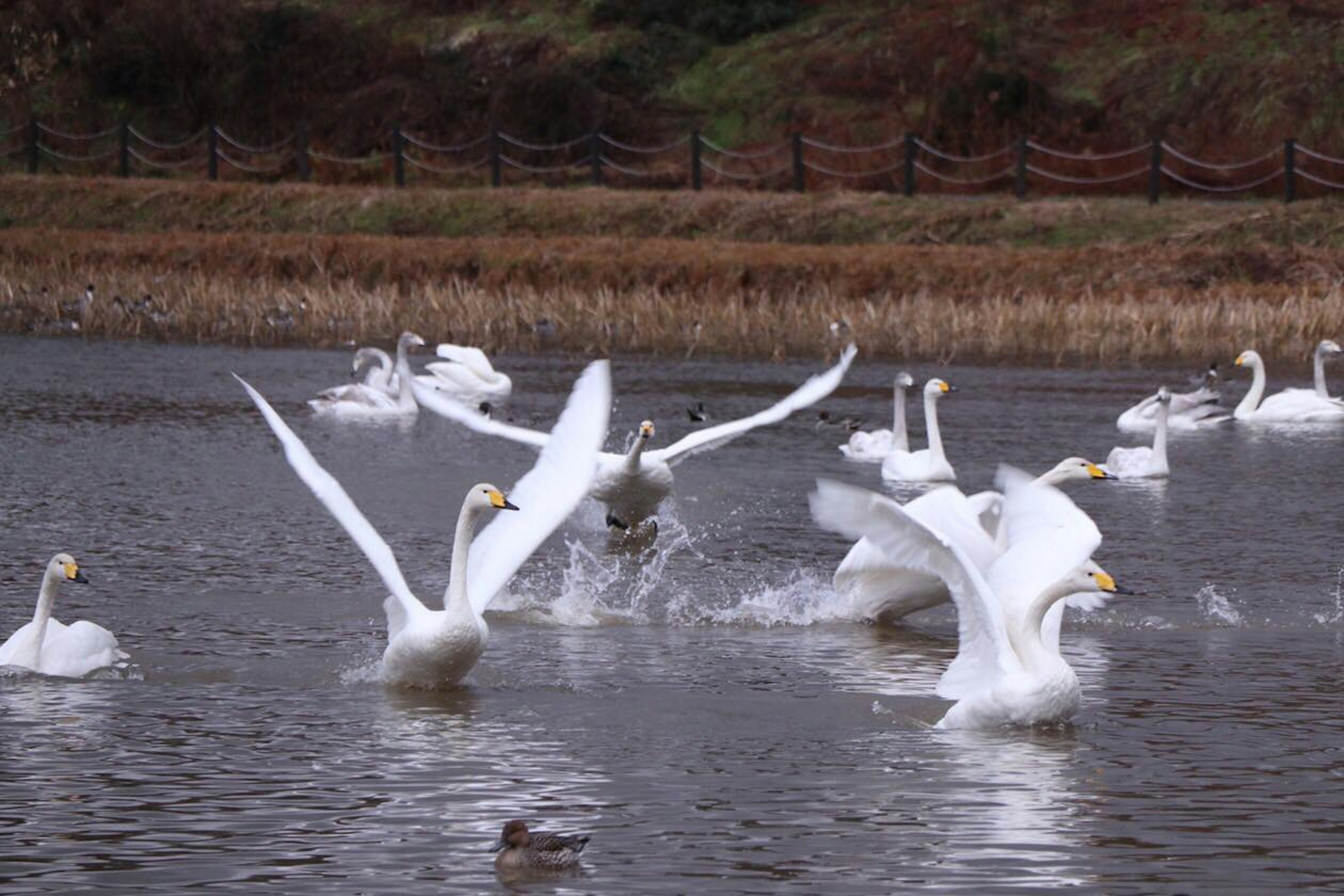 水面を飛び跳ねる白鳥の群れ