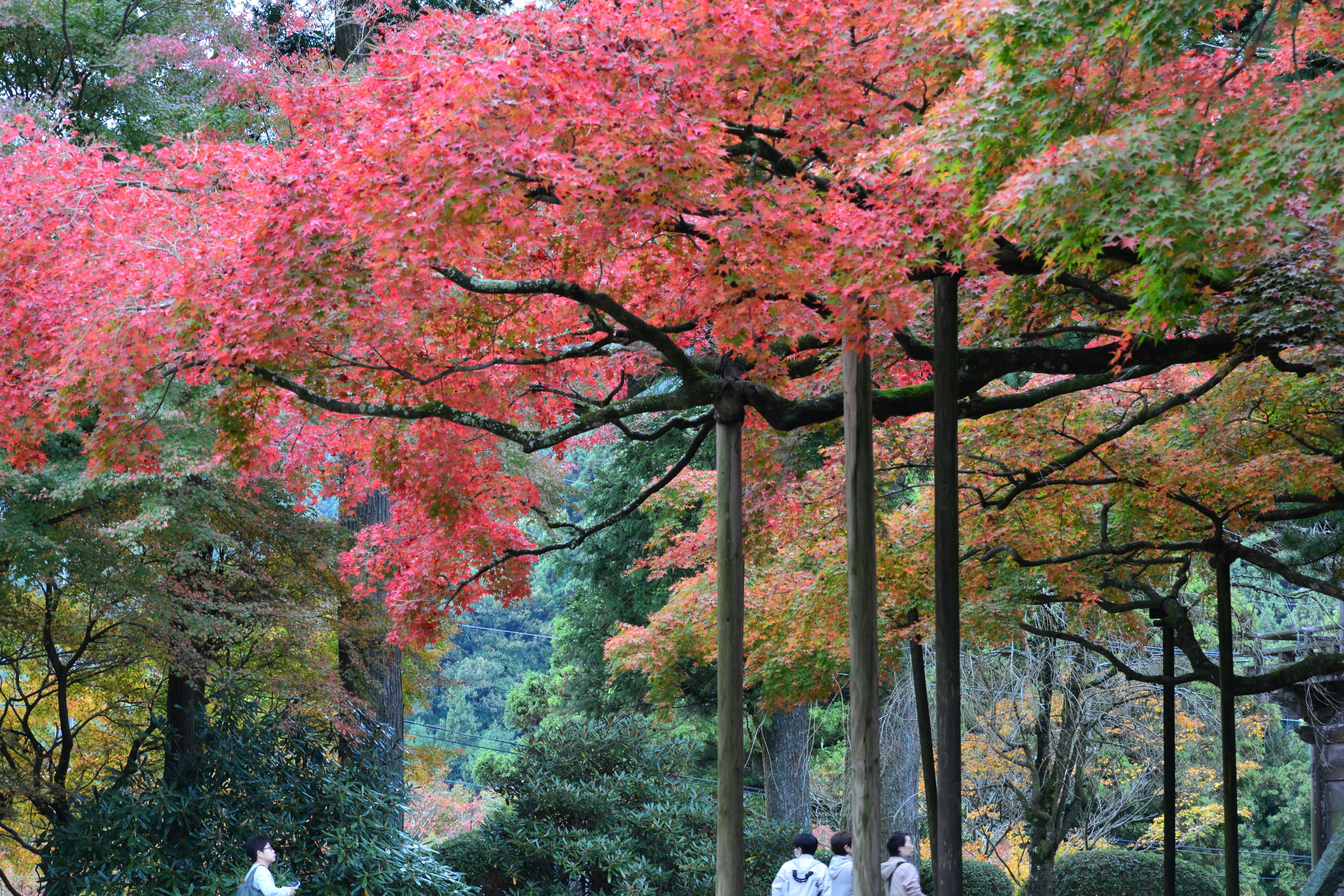 秋の紅葉が美しい公園の風景