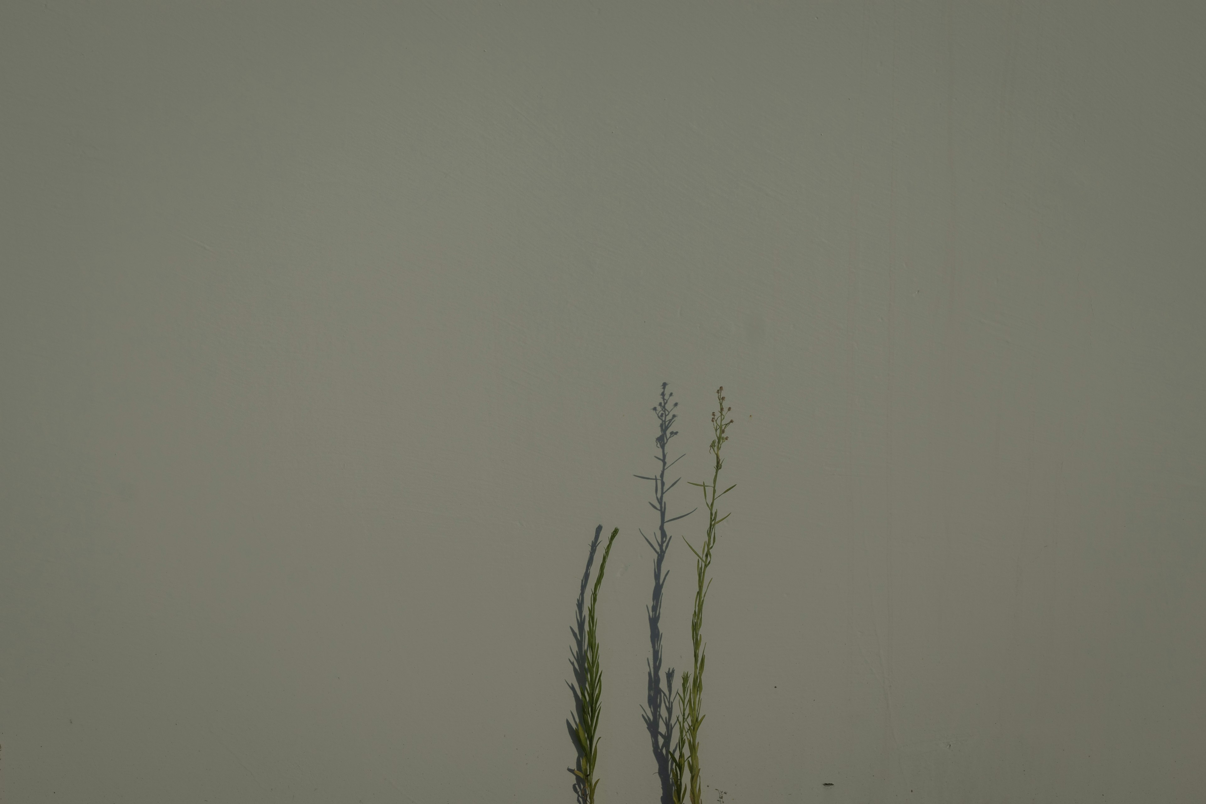 Two slender plants against a light green background