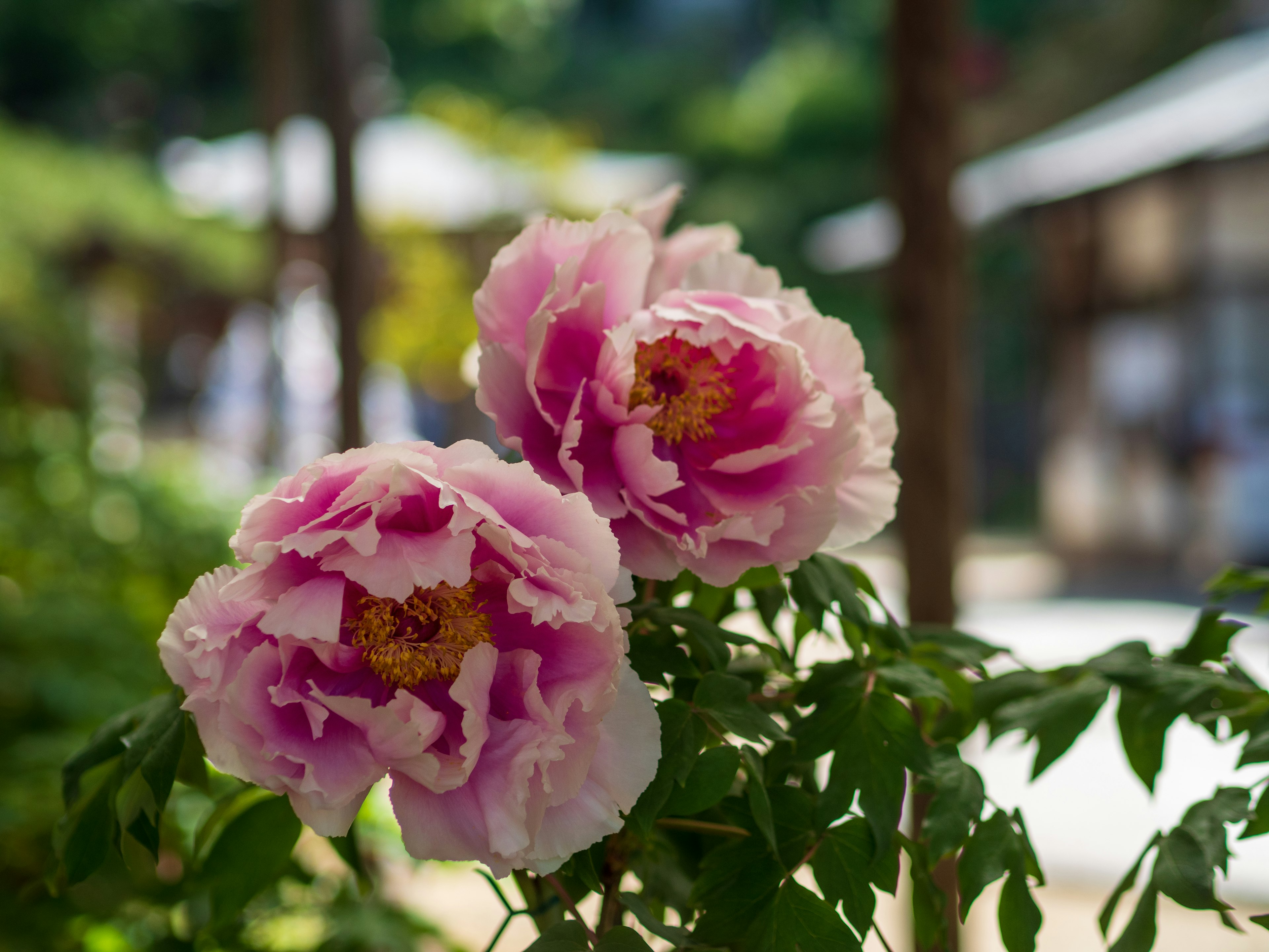 Bunga peony pink dikelilingi daun hijau di taman