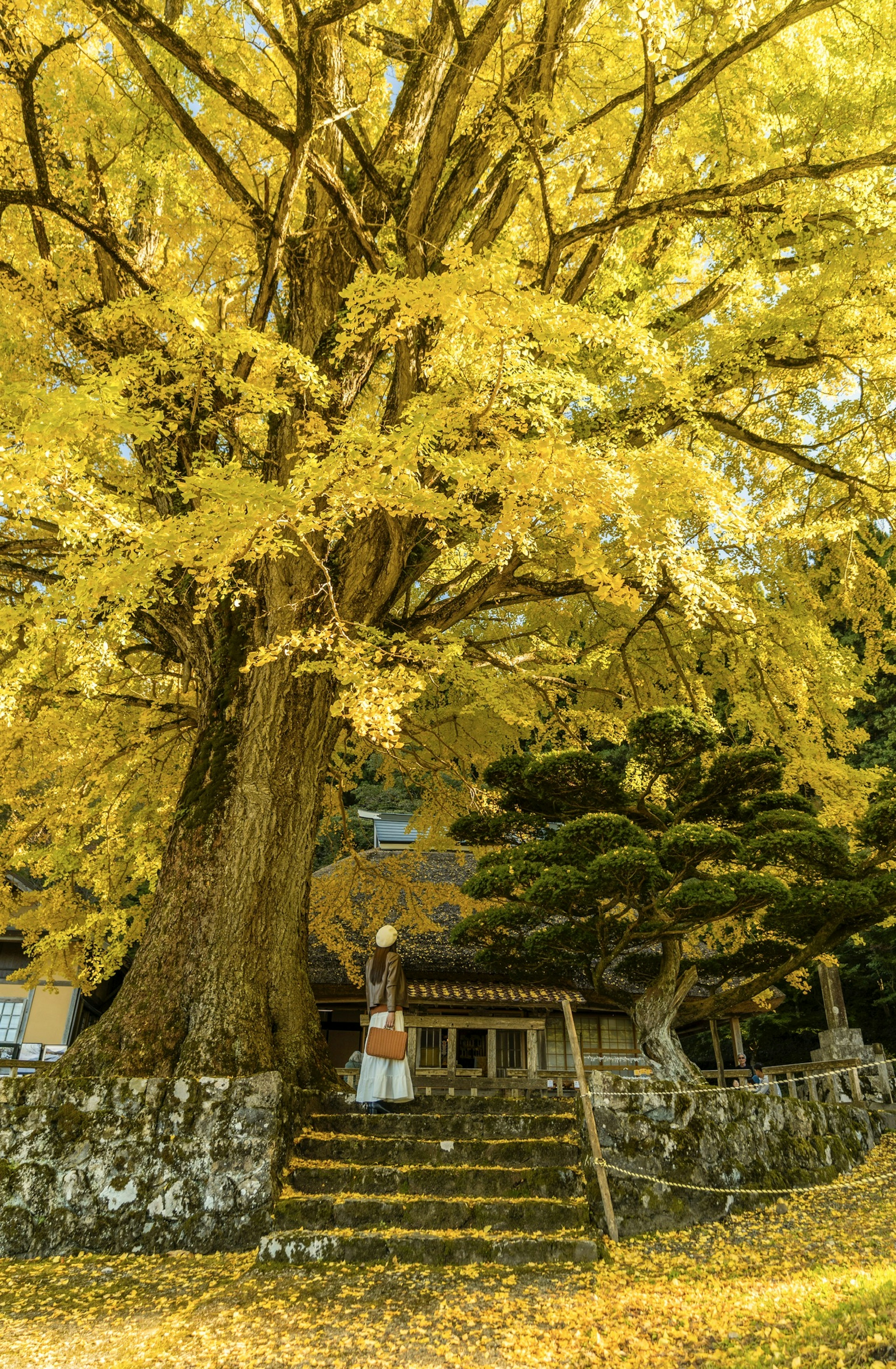 A person standing under a beautiful yellow ginkgo tree with steps