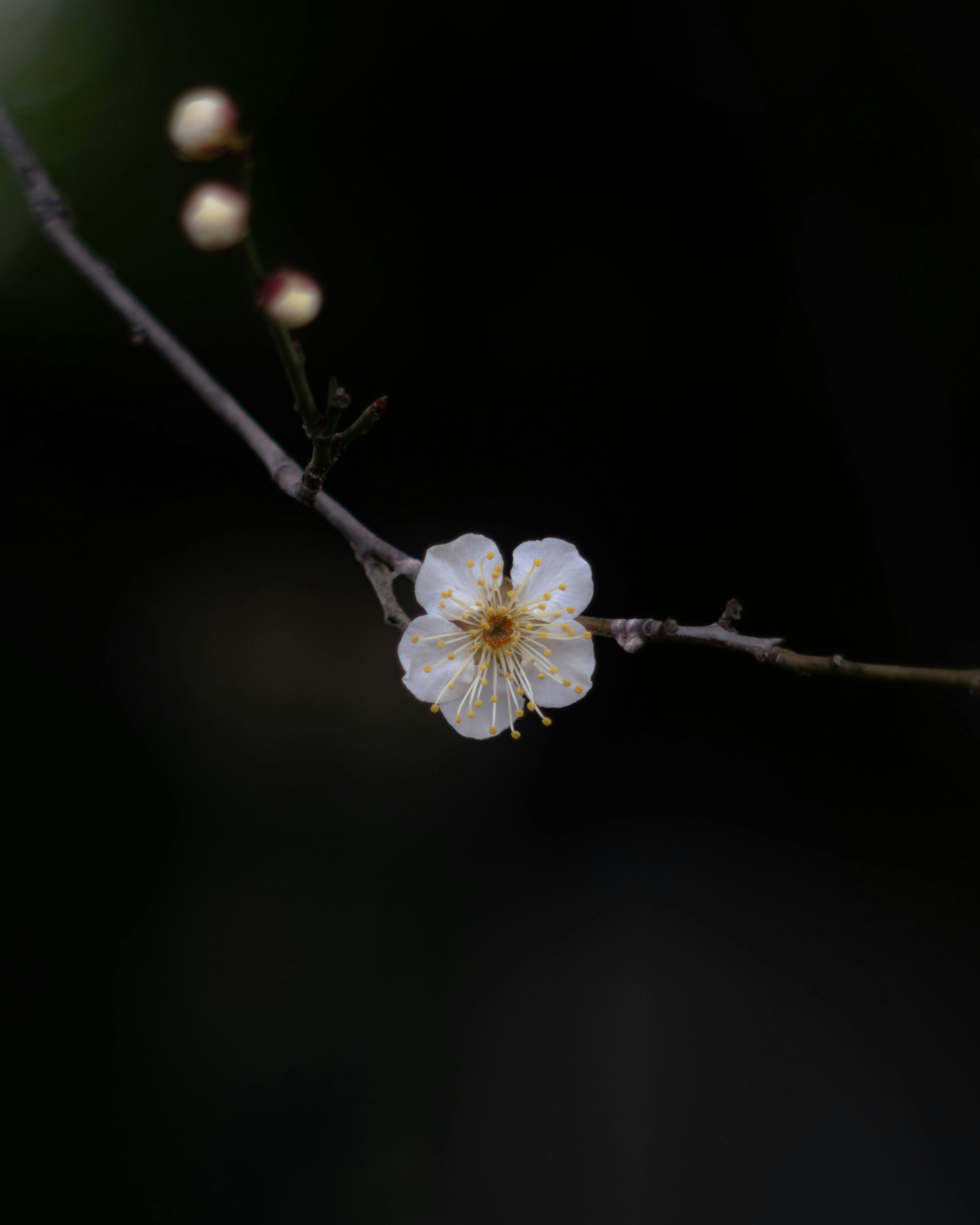 Primer plano de una rama con una flor blanca en flor contra un fondo oscuro