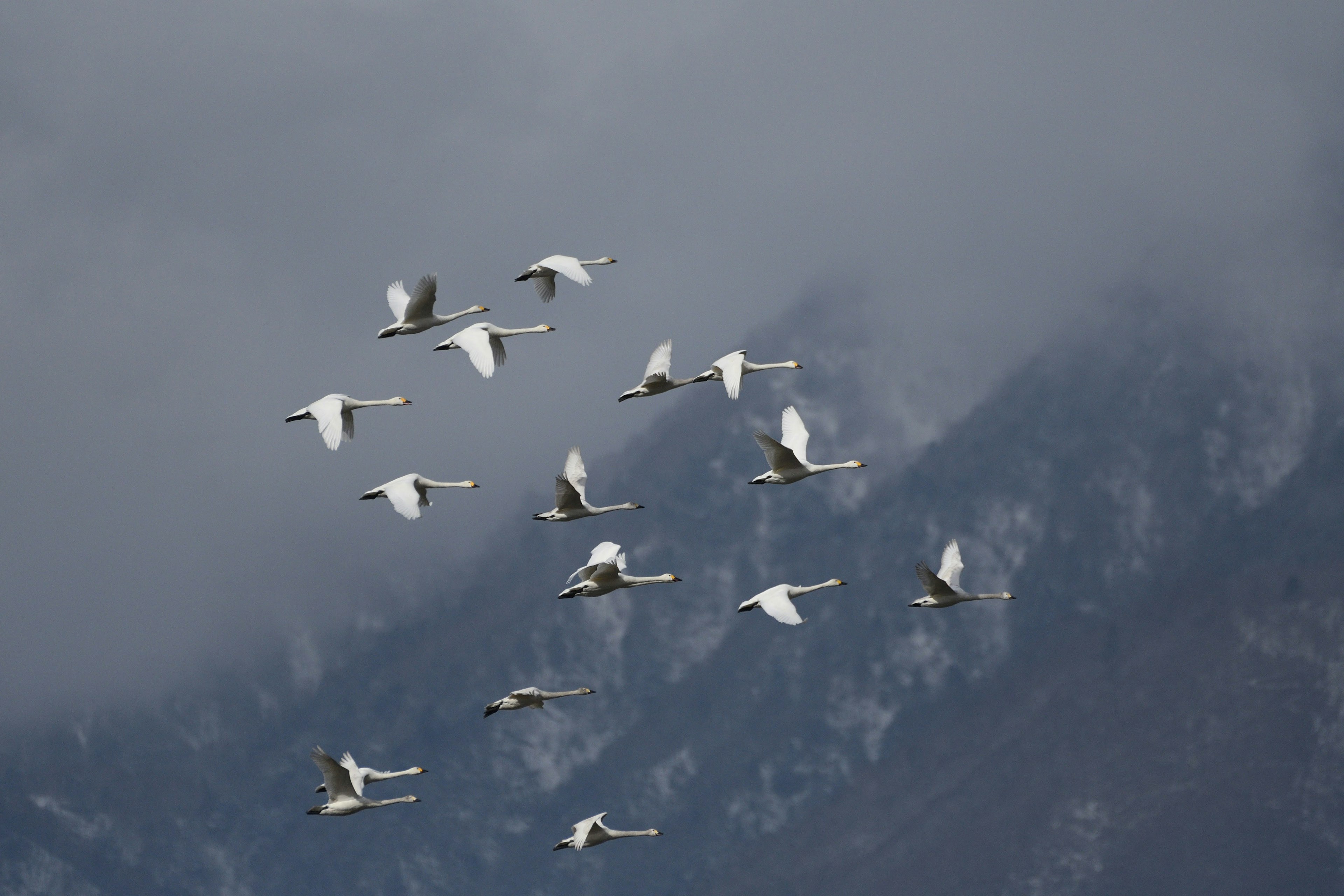 Eine Gruppe weißer Vögel fliegt durch bewölkten Himmel mit Bergen im Hintergrund