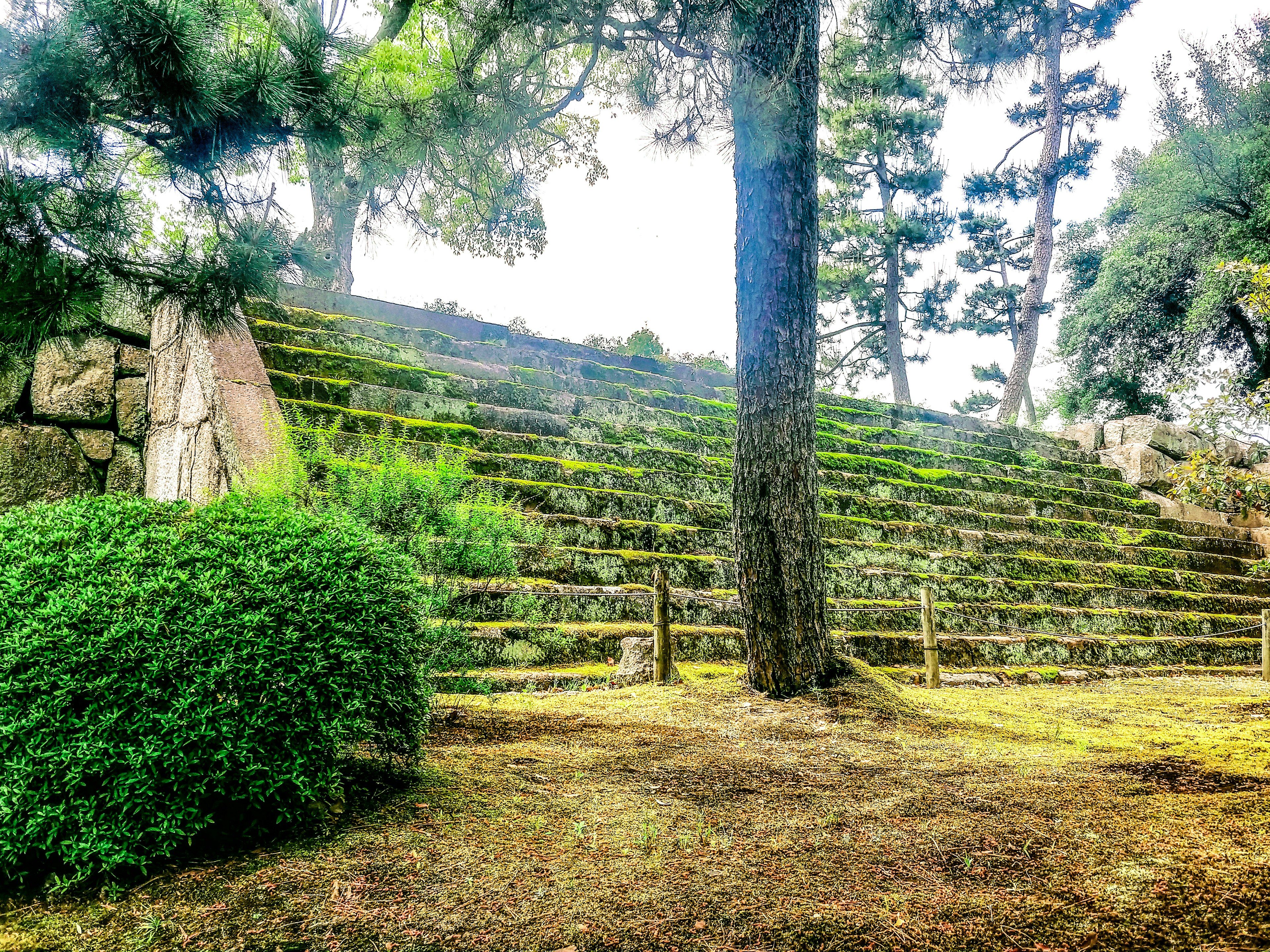 Una vista panoramica di scalini coperti di muschio e alberi