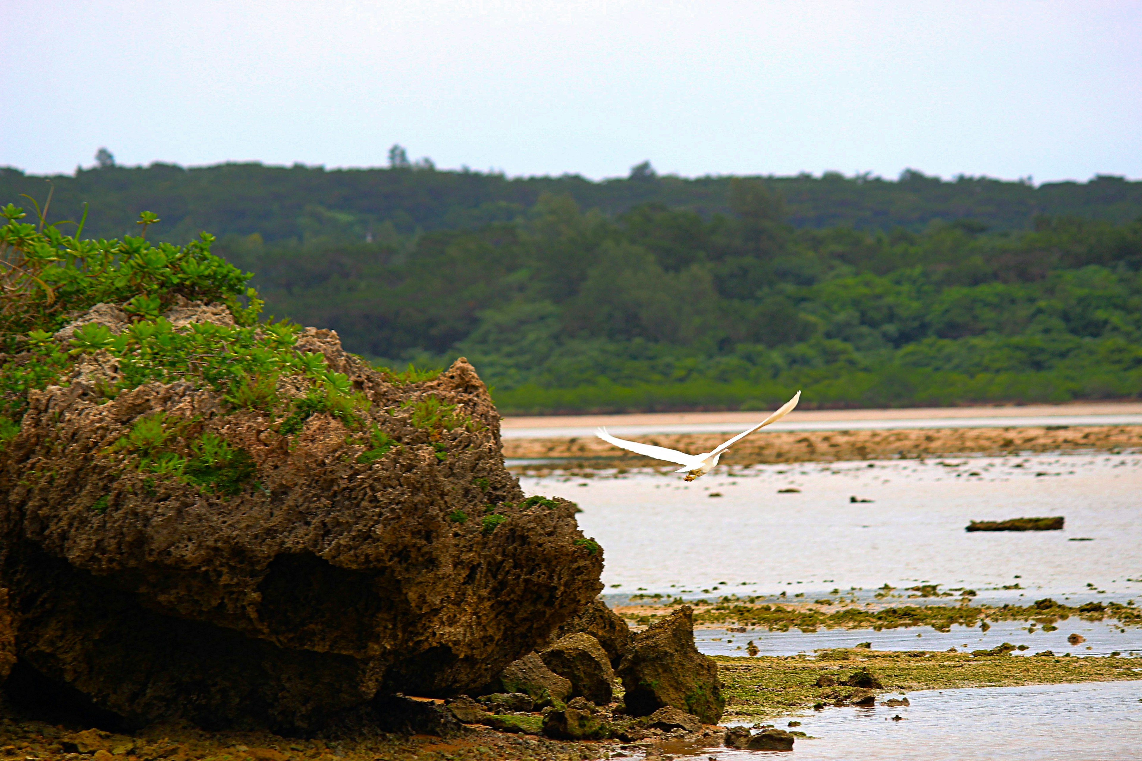 Pemandangan pantai tenang dengan batu dan vegetasi hijau burung putih terbang di kejauhan