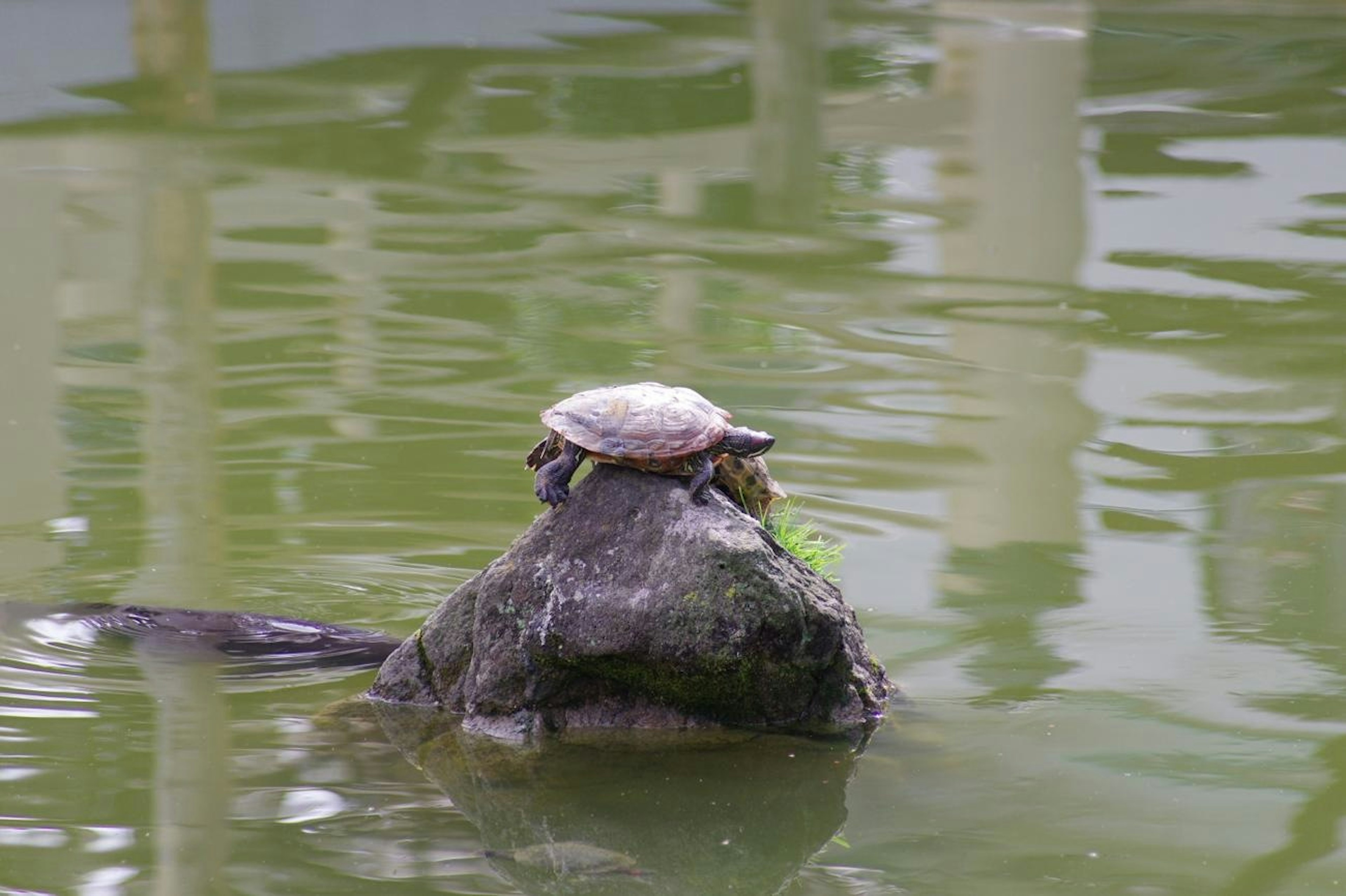 Turtle resting on a rock above water with greenery