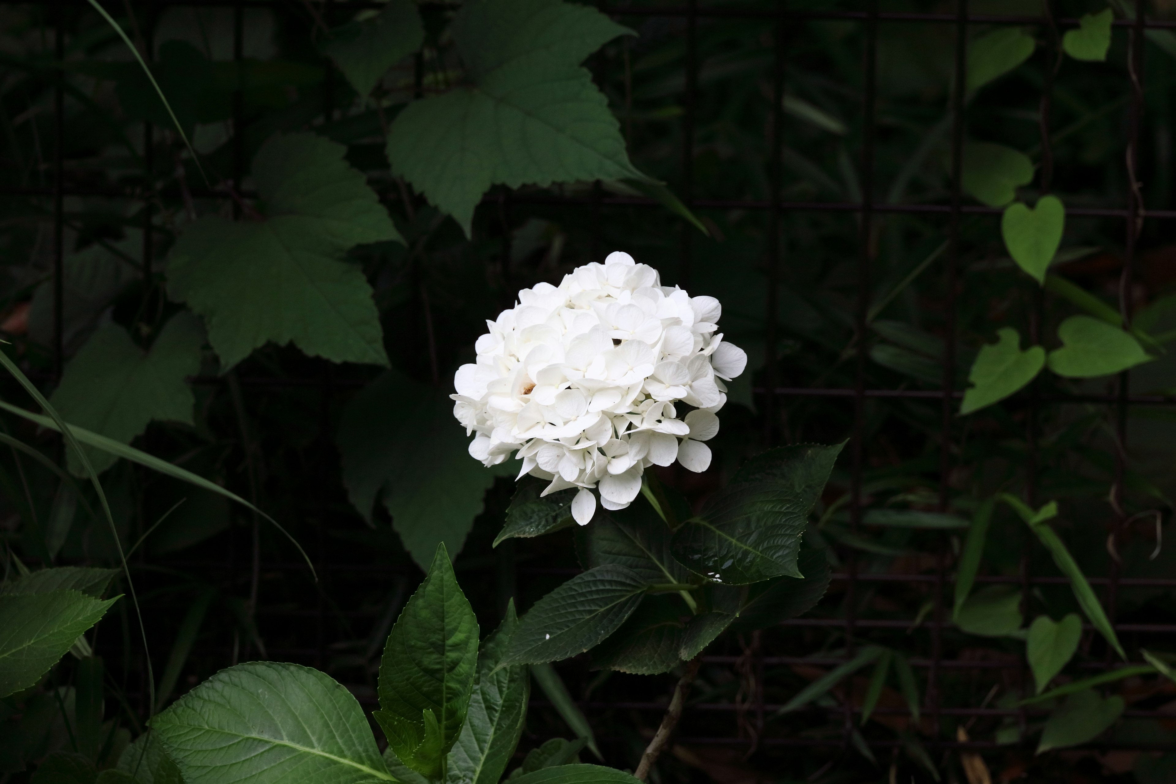 白いアジサイの花が緑の葉の中に咲いている