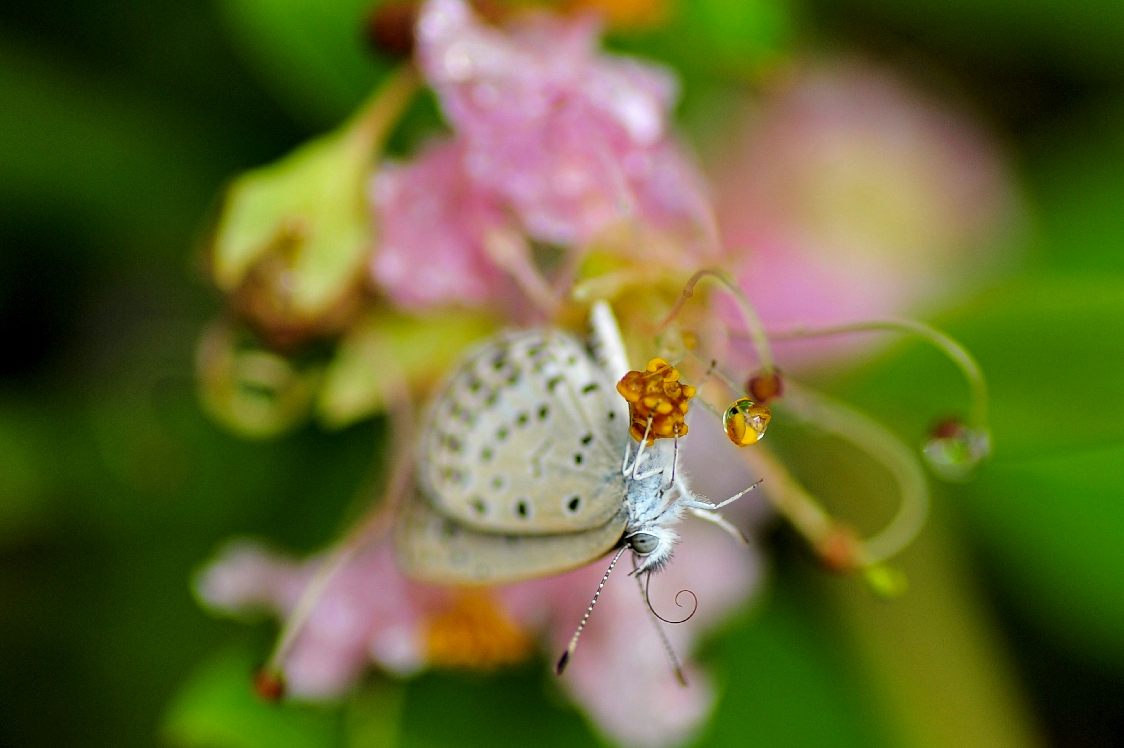 ピンクの花に止まっている小さな灰色の蝶のクローズアップ