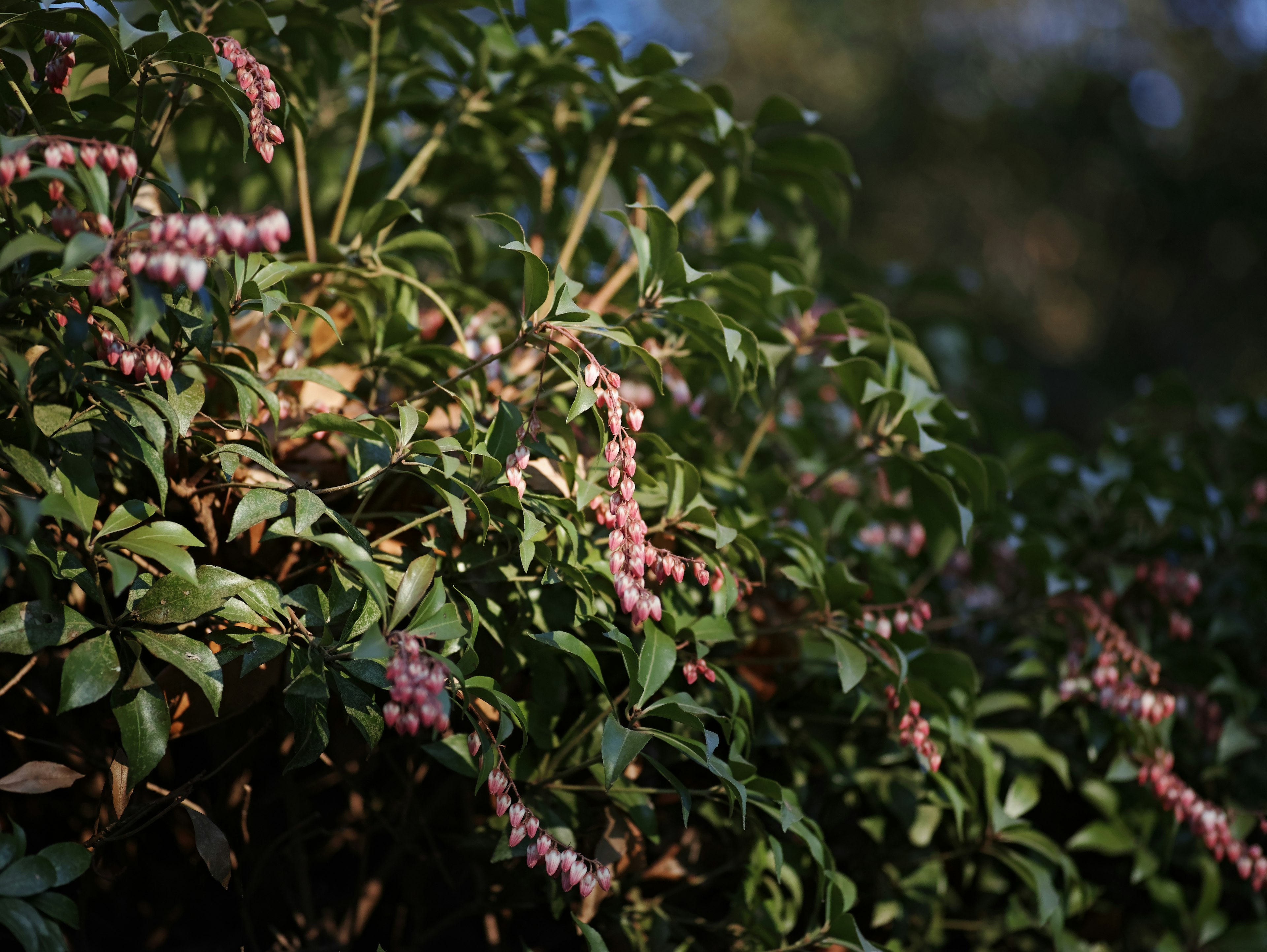 Acercamiento de una planta con hojas verdes y flores rosas