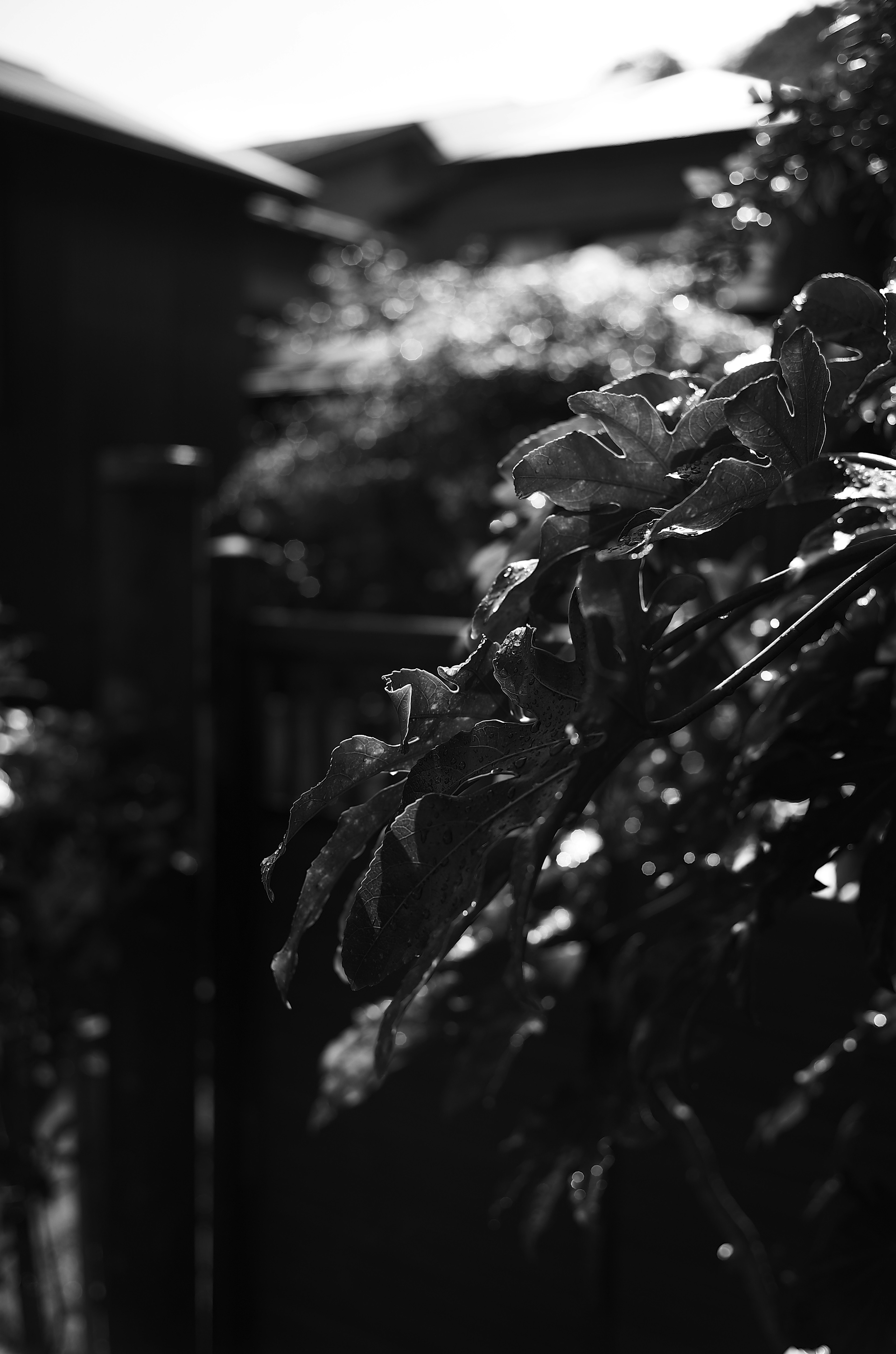 Un coin de jardin avec des feuilles vertes sur un fond noir et blanc