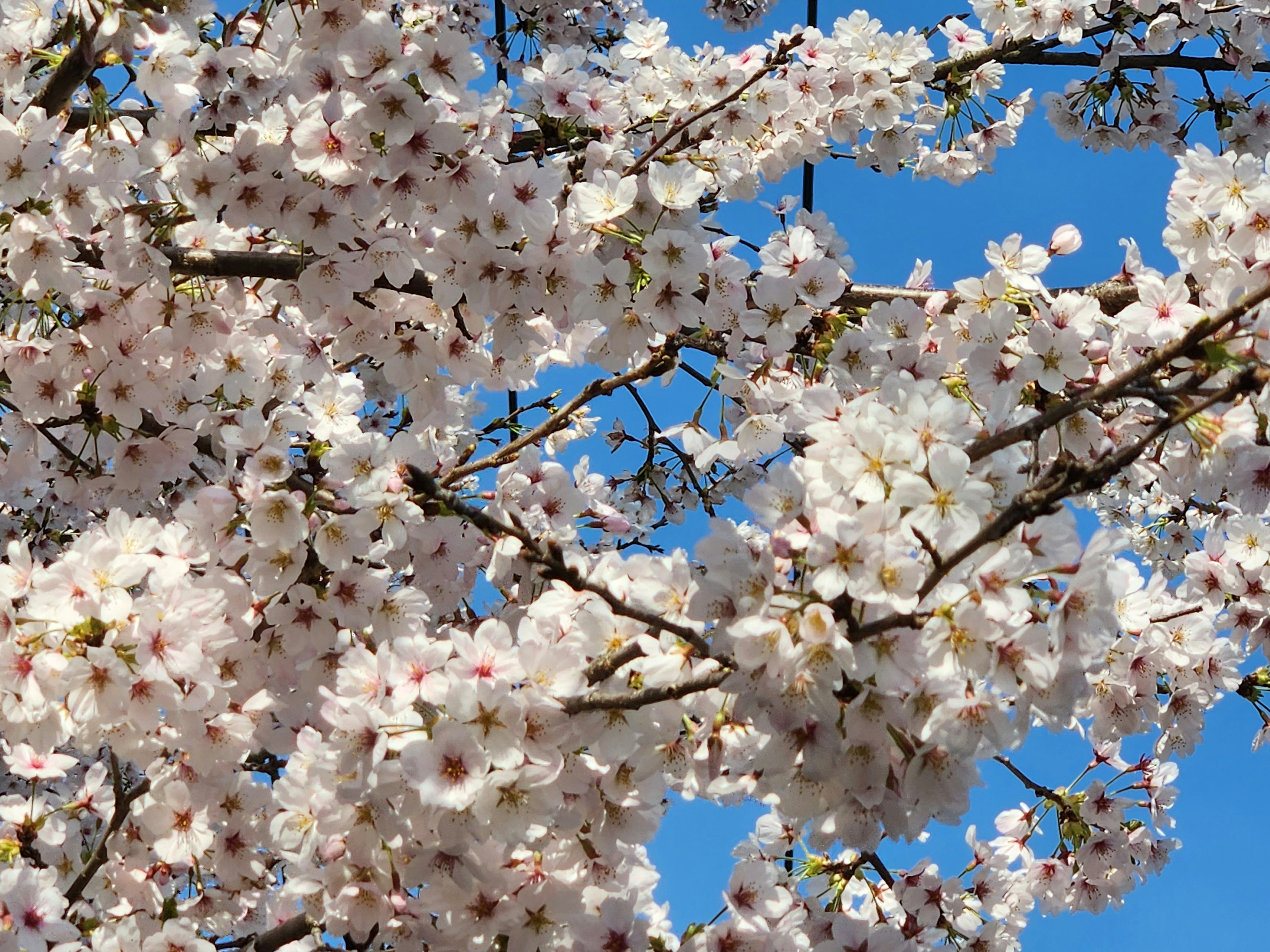 Acercamiento de flores de cerezo bajo un cielo azul