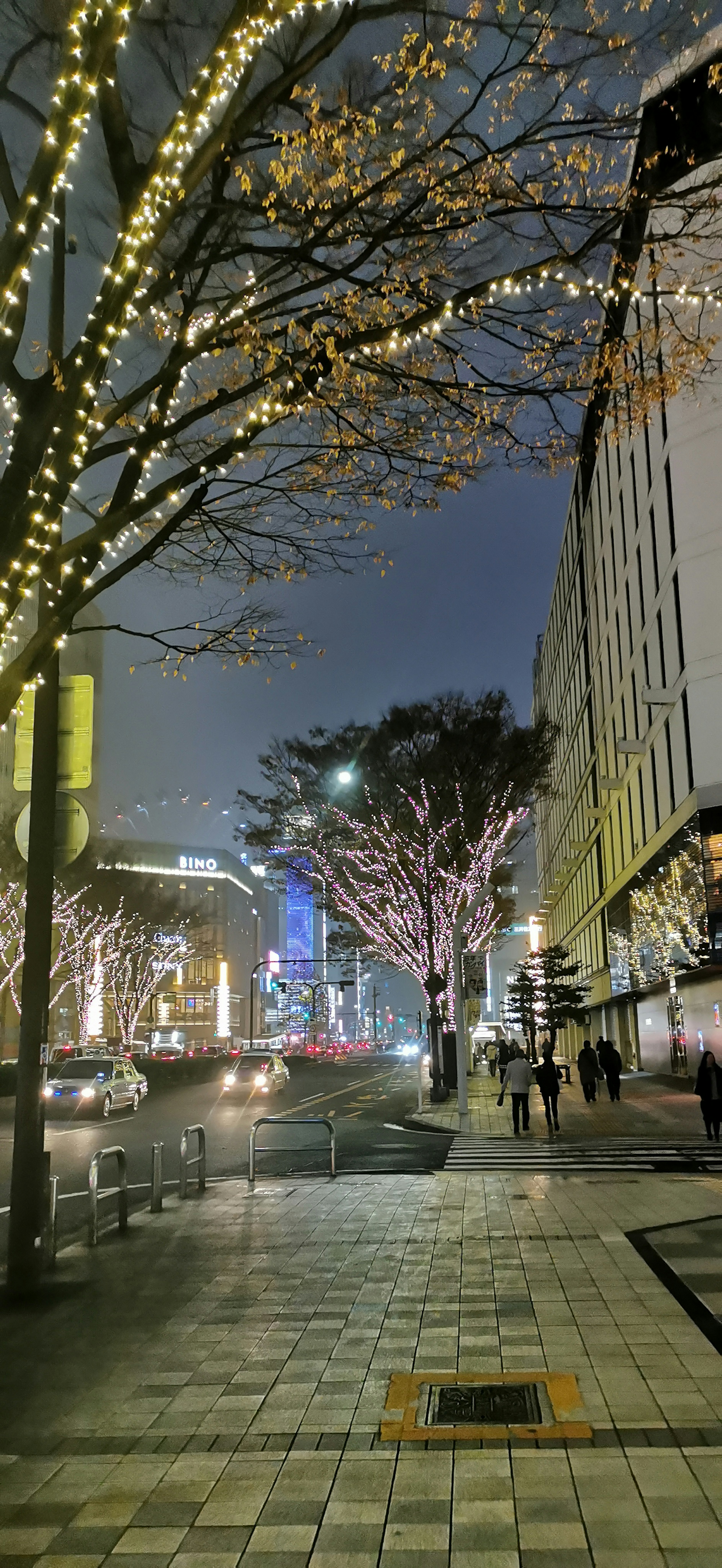 Nighttime city scene with illuminated cherry blossom trees