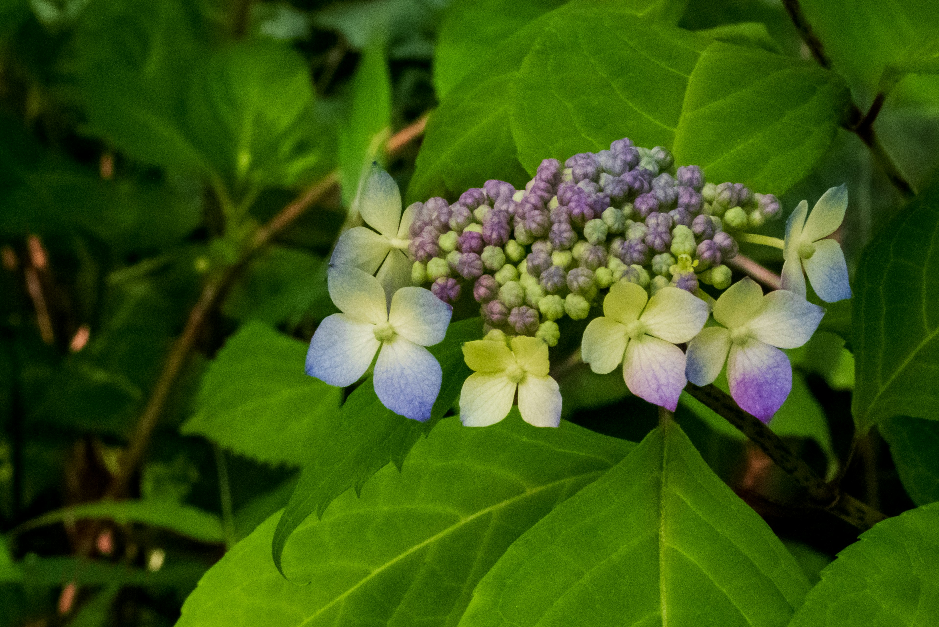 紫色和白色绣球花在绿色叶子之间