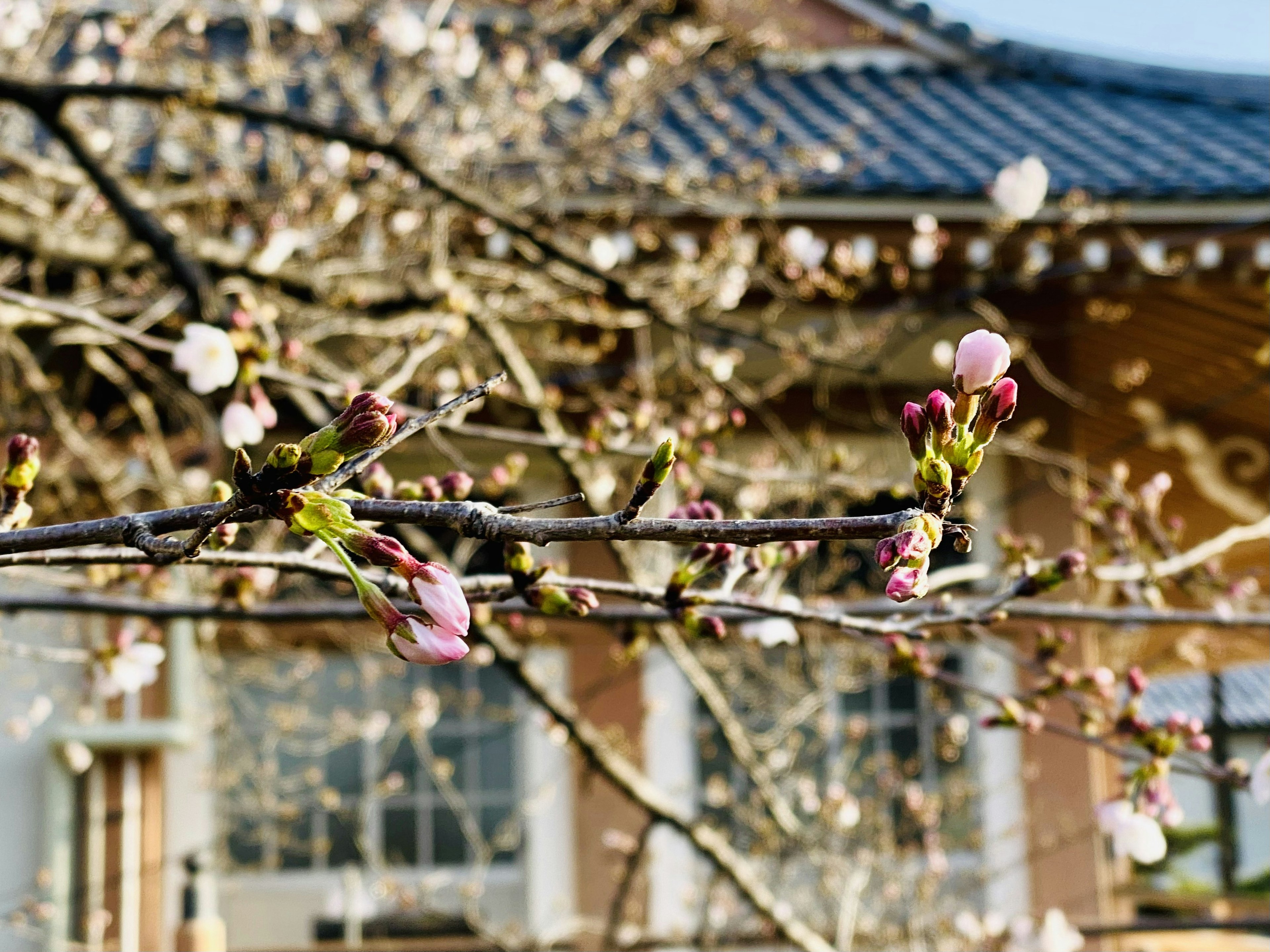 Buds de cerezo en una rama con un edificio tradicional al fondo