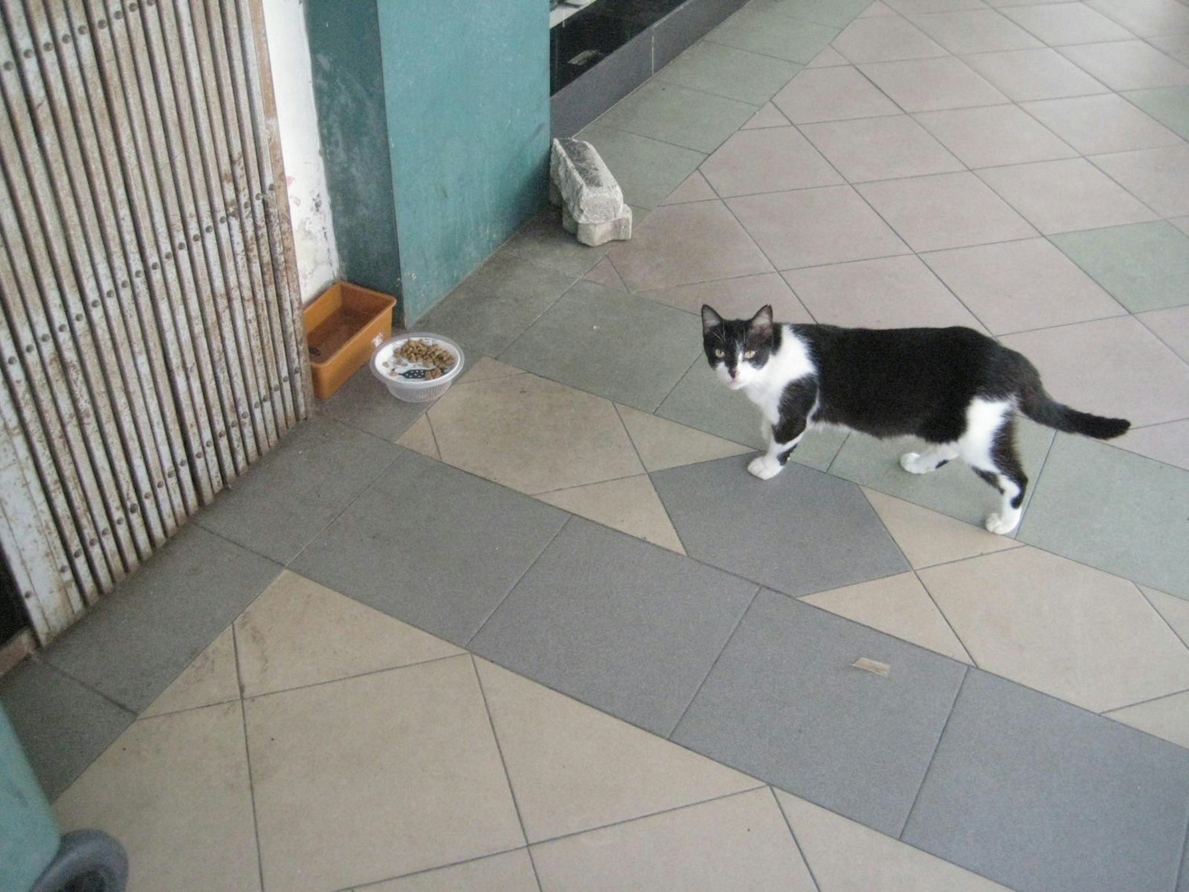 Black and white cat walking in an outdoor setting near a food bowl