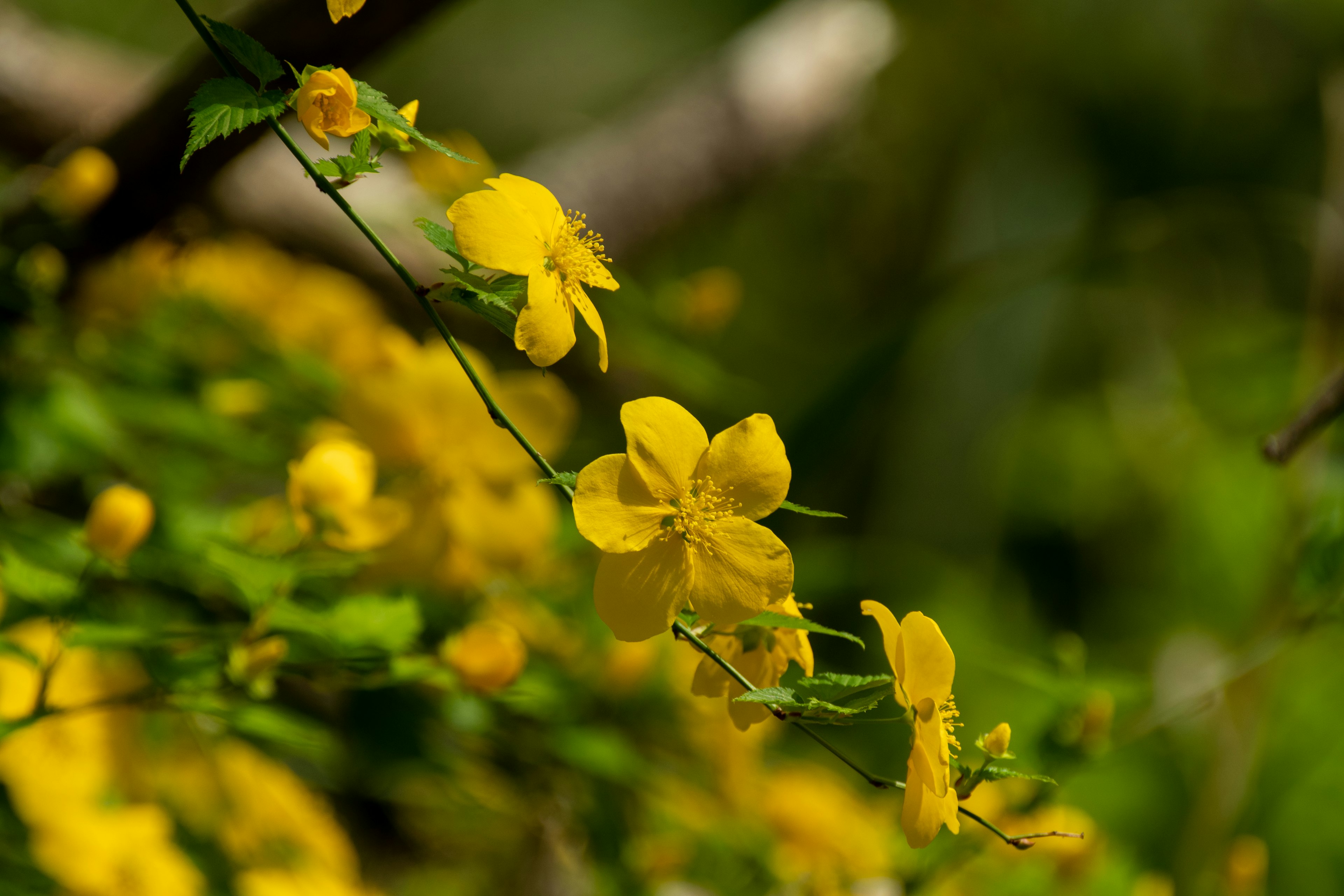 Close-up of yellow flowers blooming on a branch vibrant against a green background