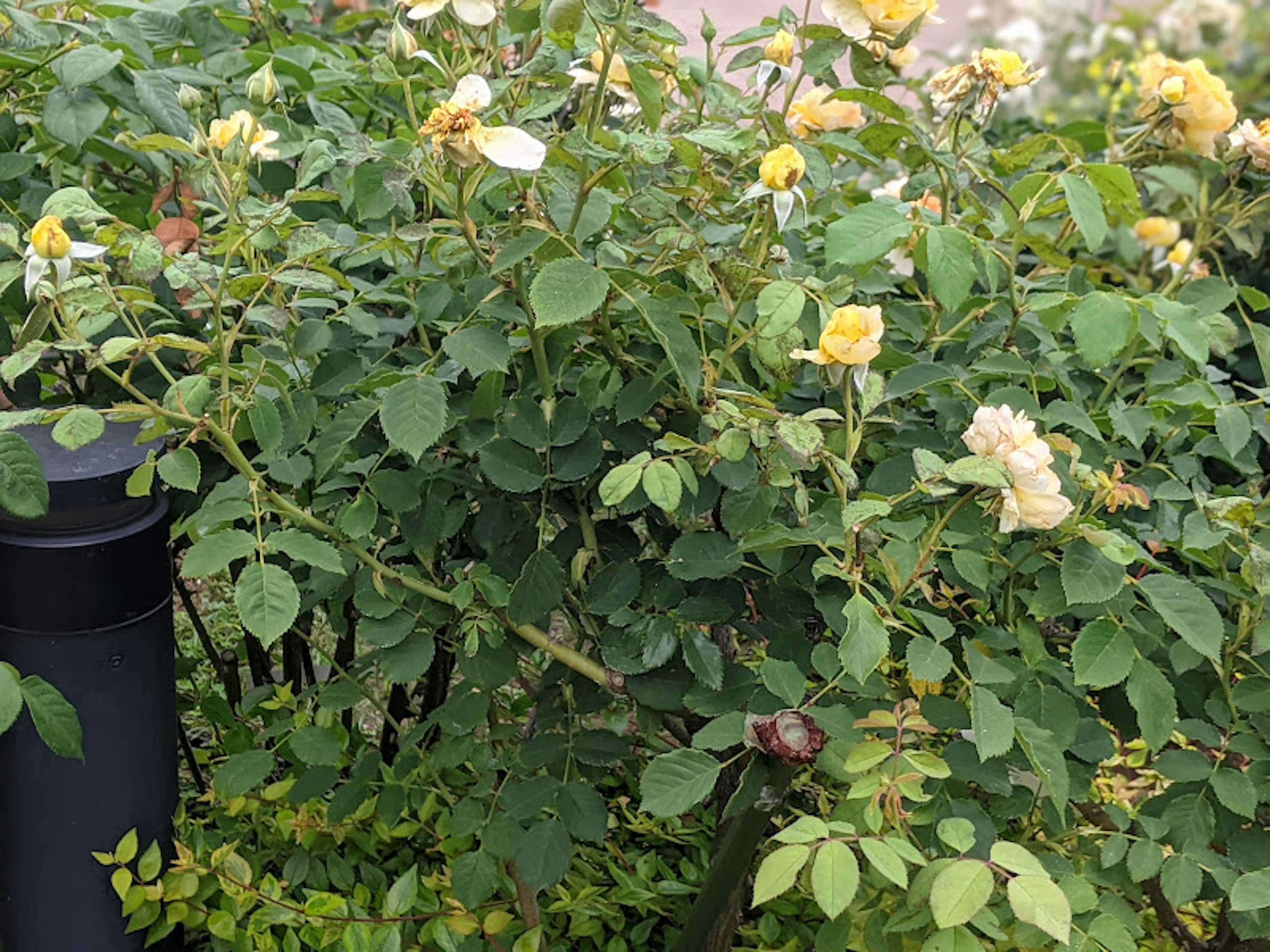 Ein üppiger grüner Busch mit blühenden gelben Rosen