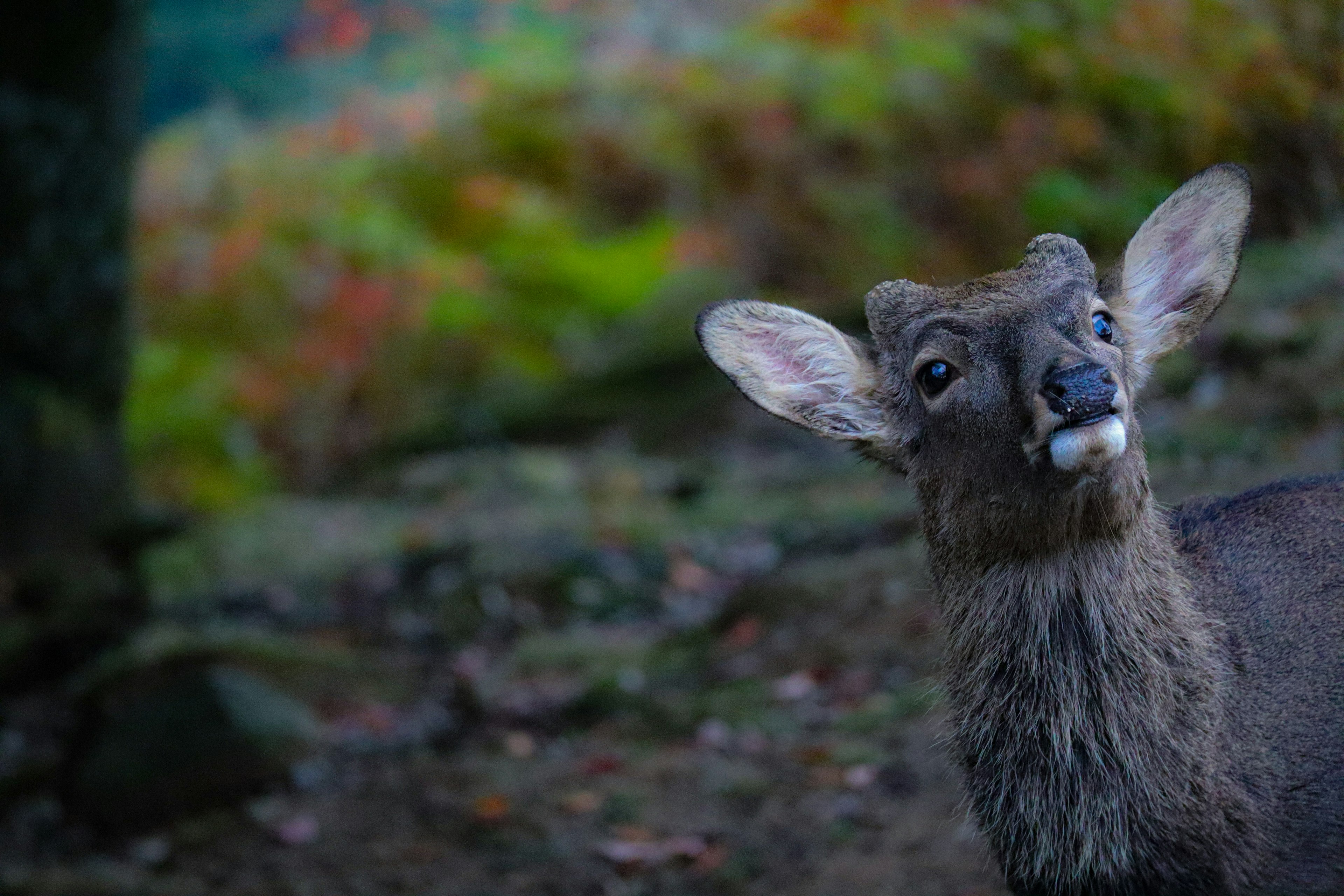 A small deer holding a twig in its mouth with a colorful foliage background