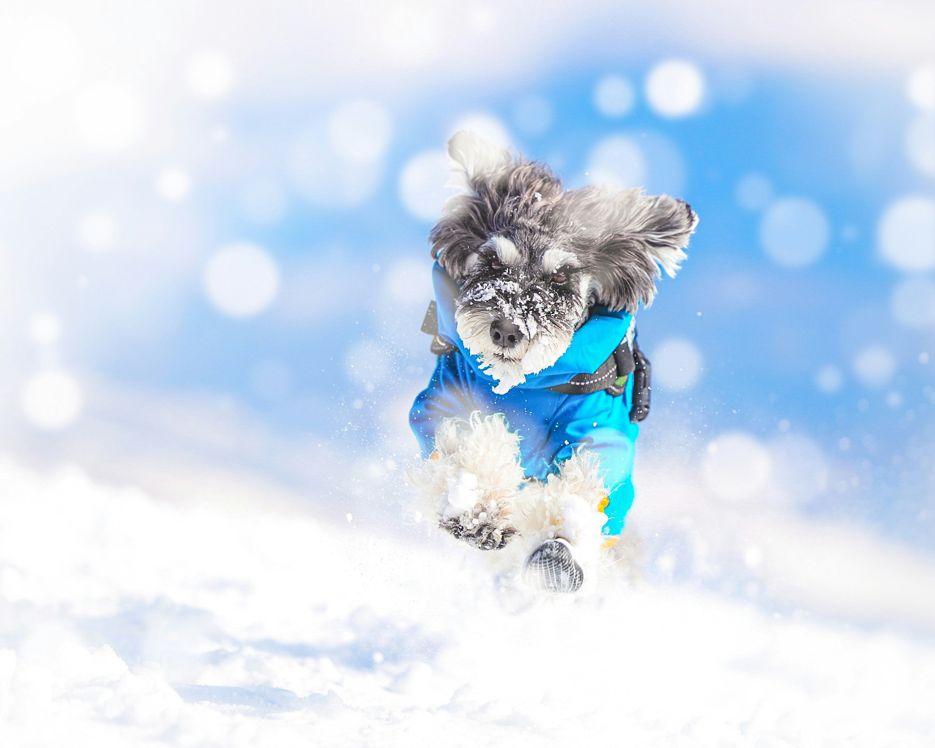 Dog running in the snow wearing a blue coat joyful moment