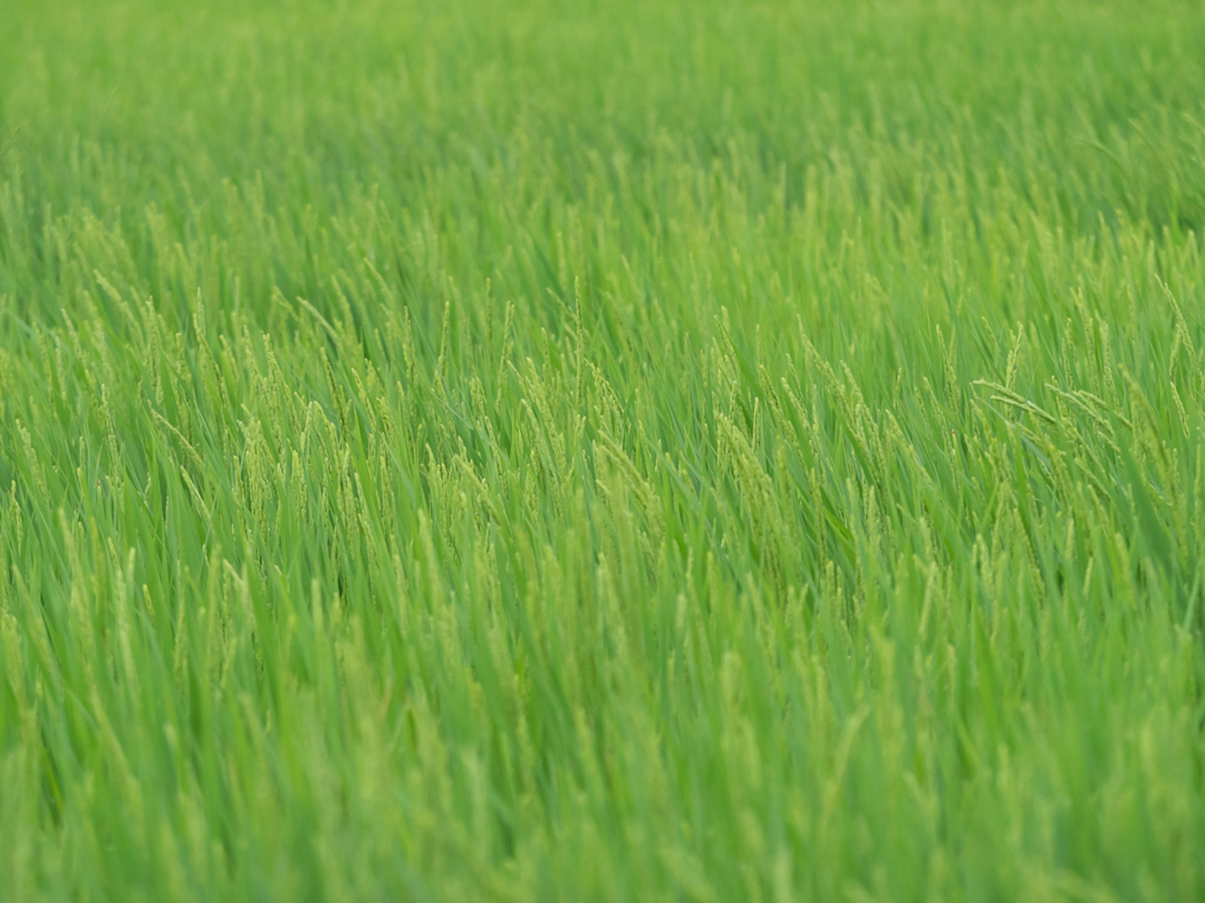 Campo di riso verde rigoglioso con erba vibrante