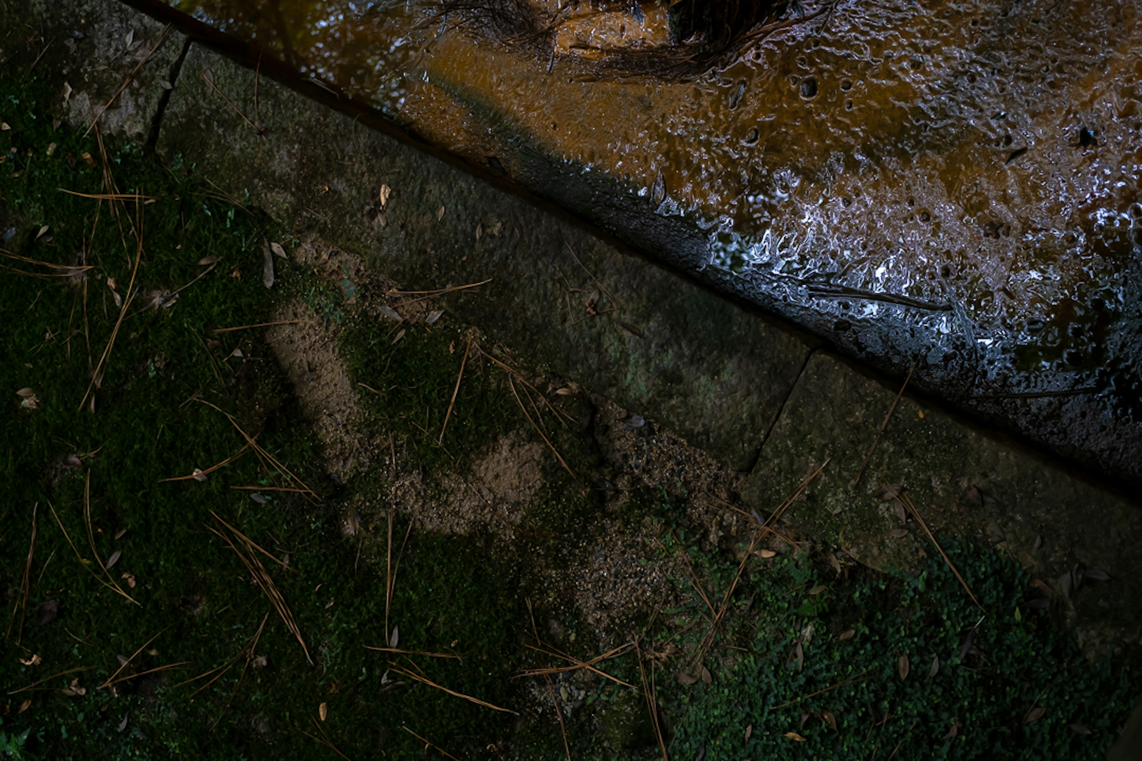 Image of a boundary between green grass and soil near water