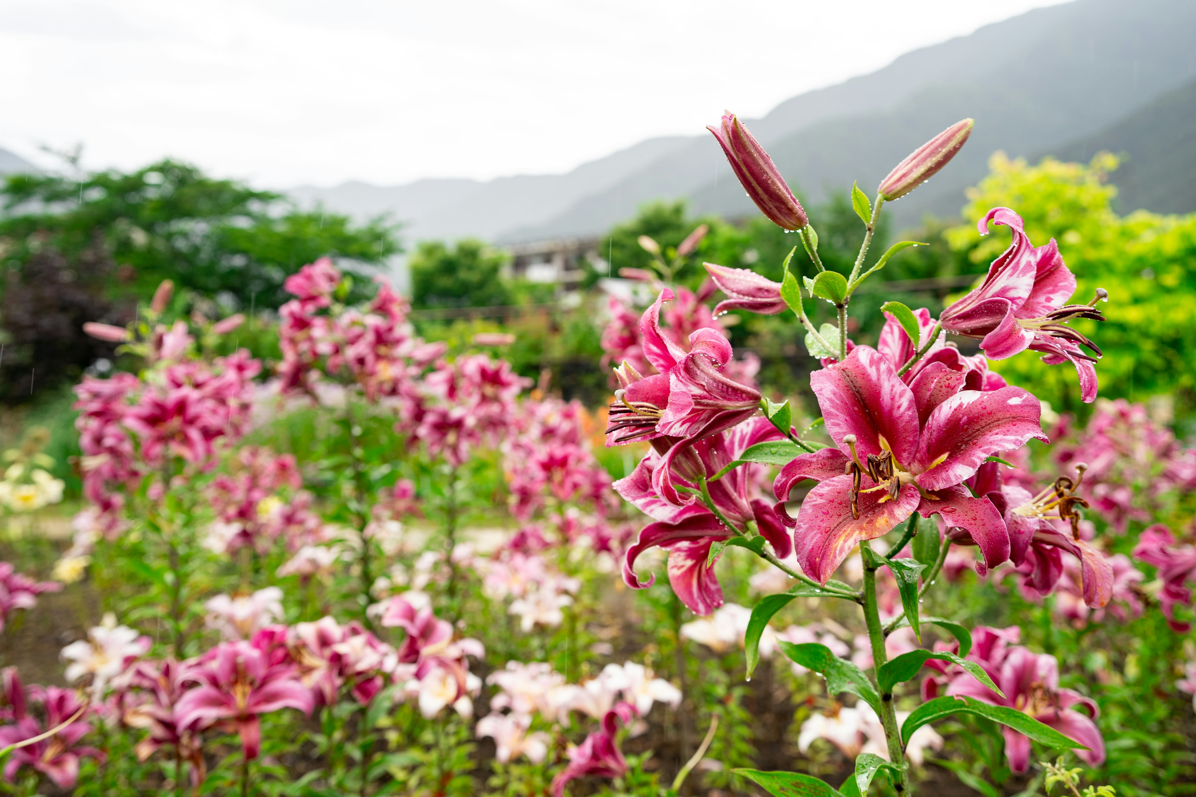 Sebuah taman penuh dengan bunga berwarna-warni dengan lily pink yang menonjol