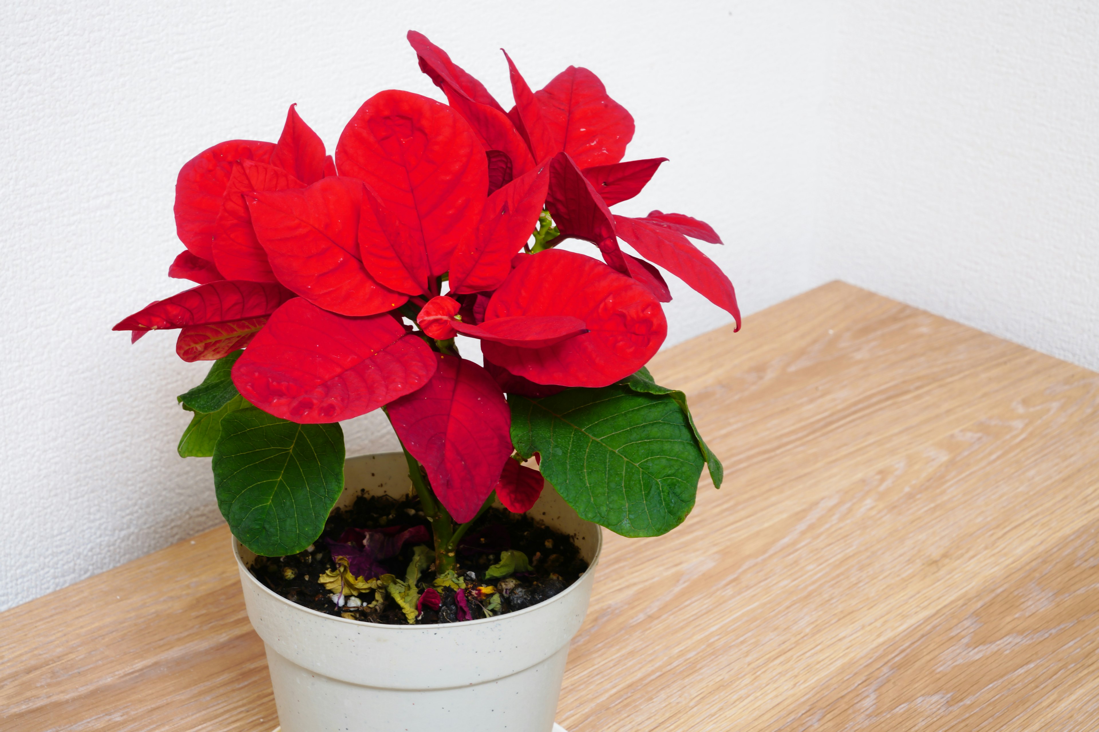 Tanaman pot poinsettia merah di atas meja kayu