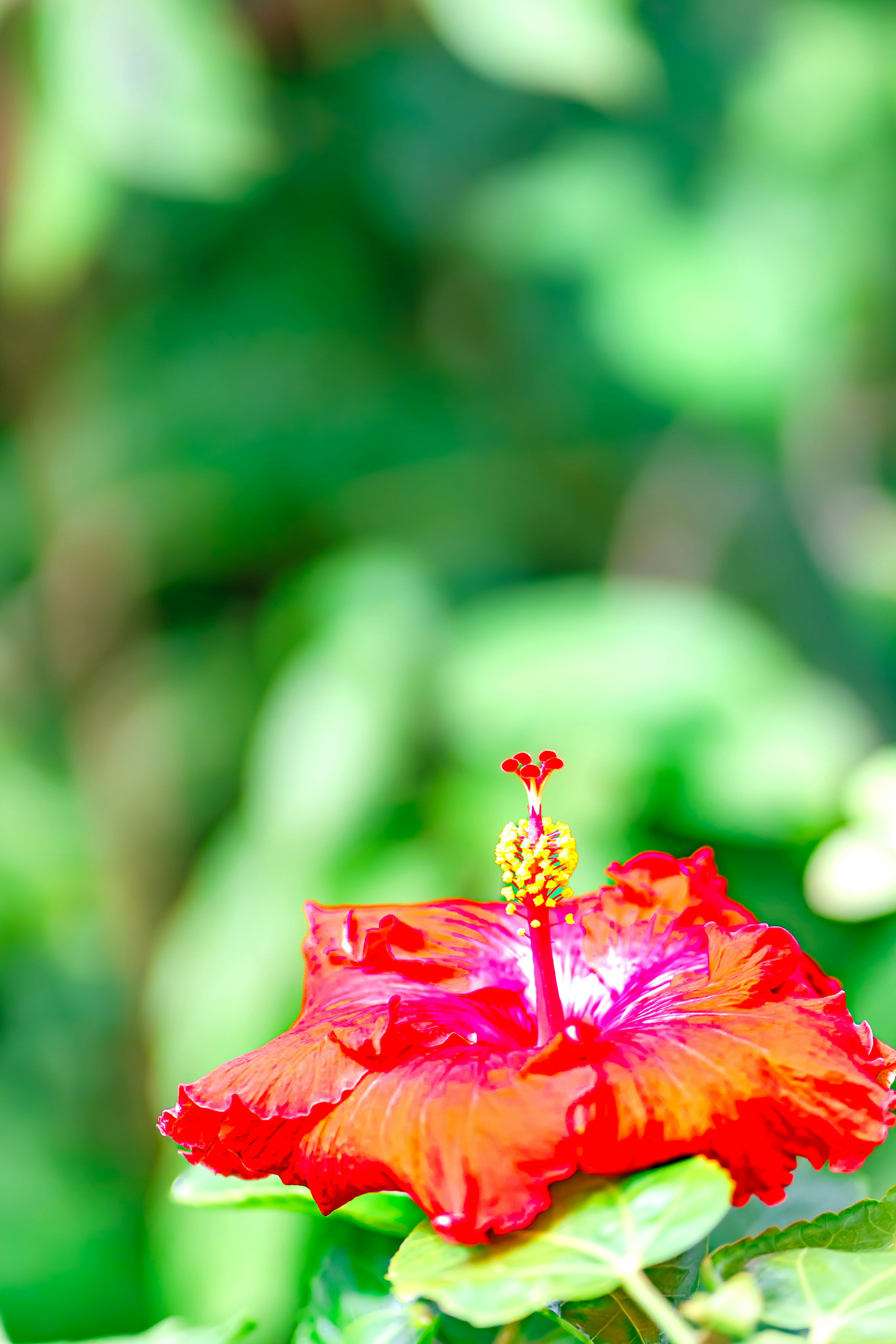 Leuchtende rote Hibiskusblüte vor grünem Hintergrund