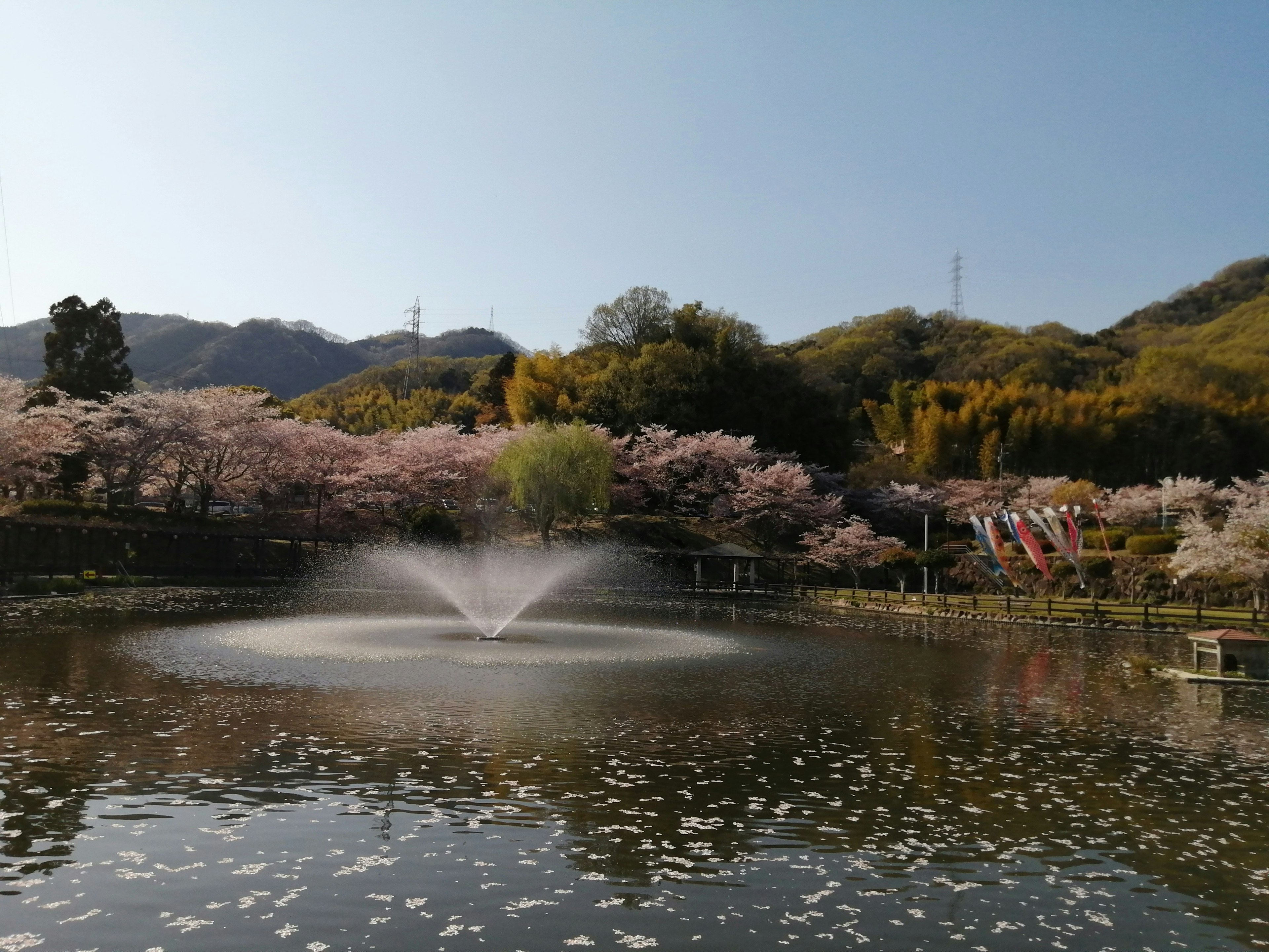 Scenic pond with cherry blossoms and fountain