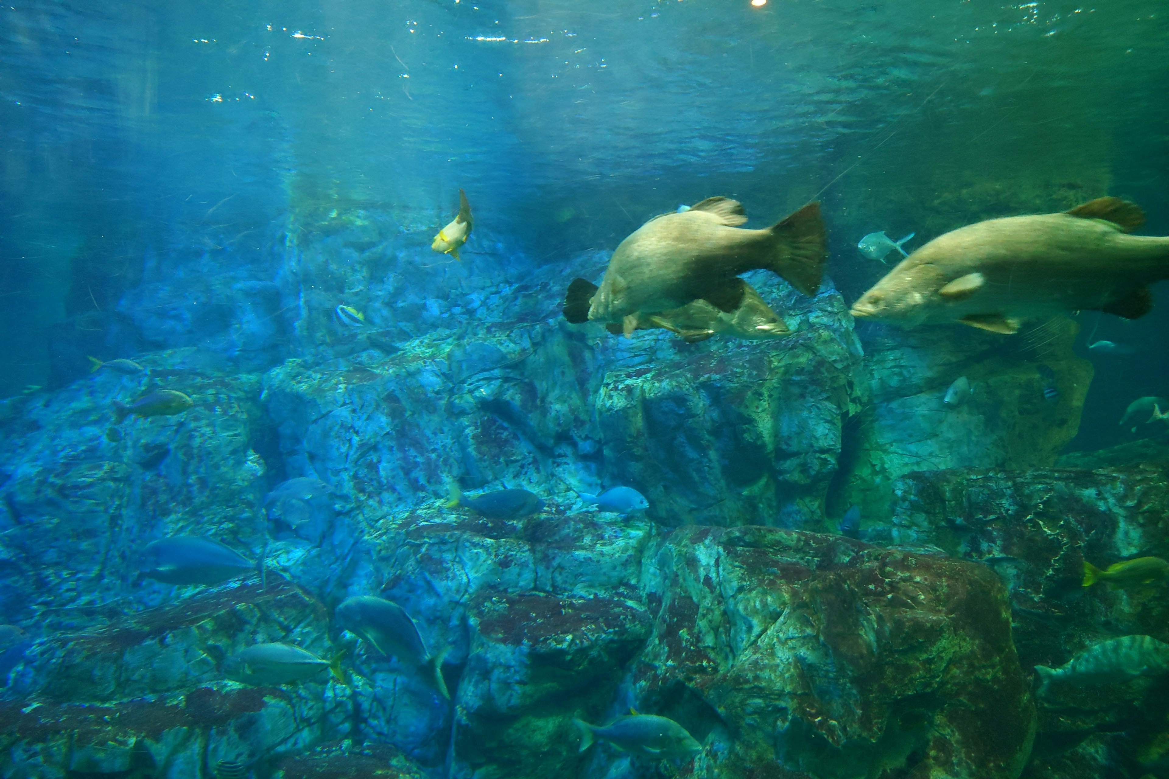 Underwater scene with fish and rocky landscape in blue water