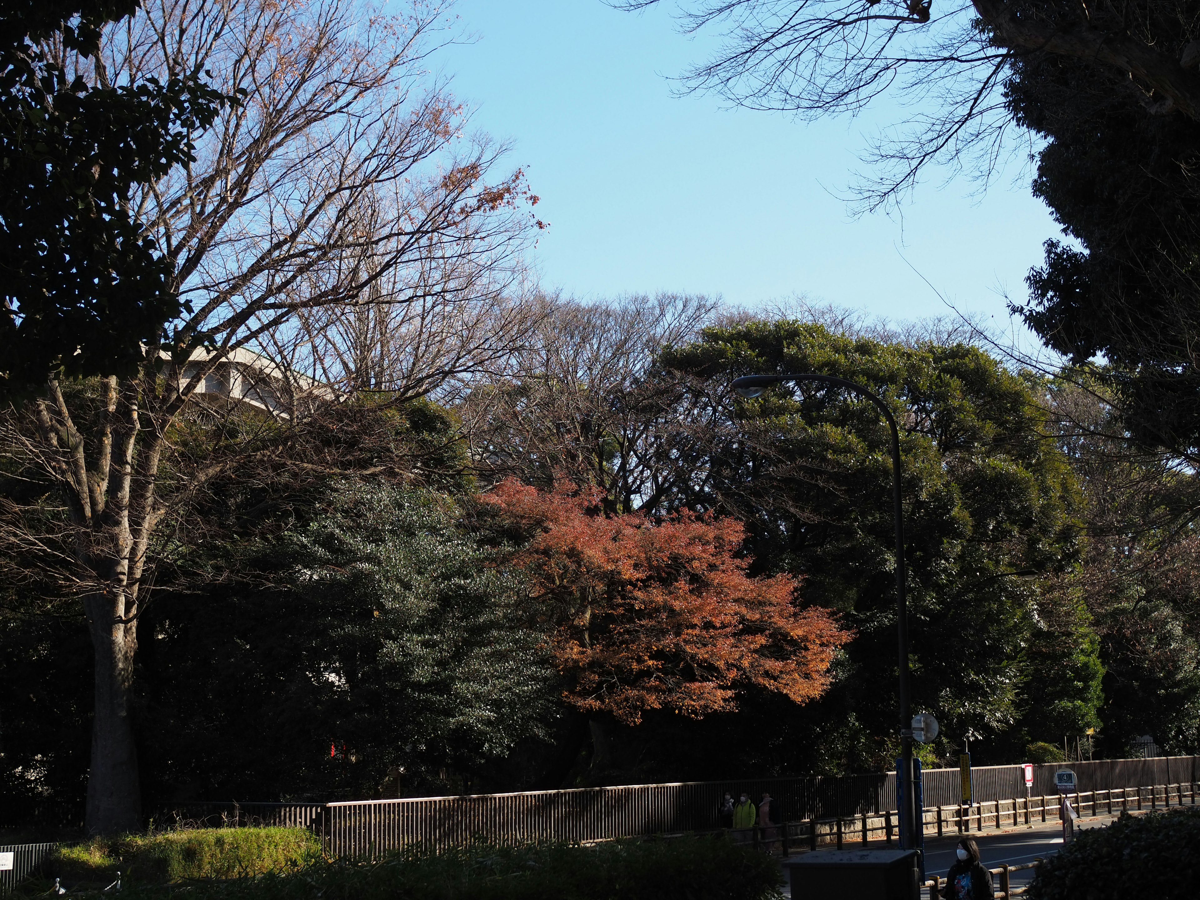 青空と木々がある風景　冬の木々の様子　色づいた葉