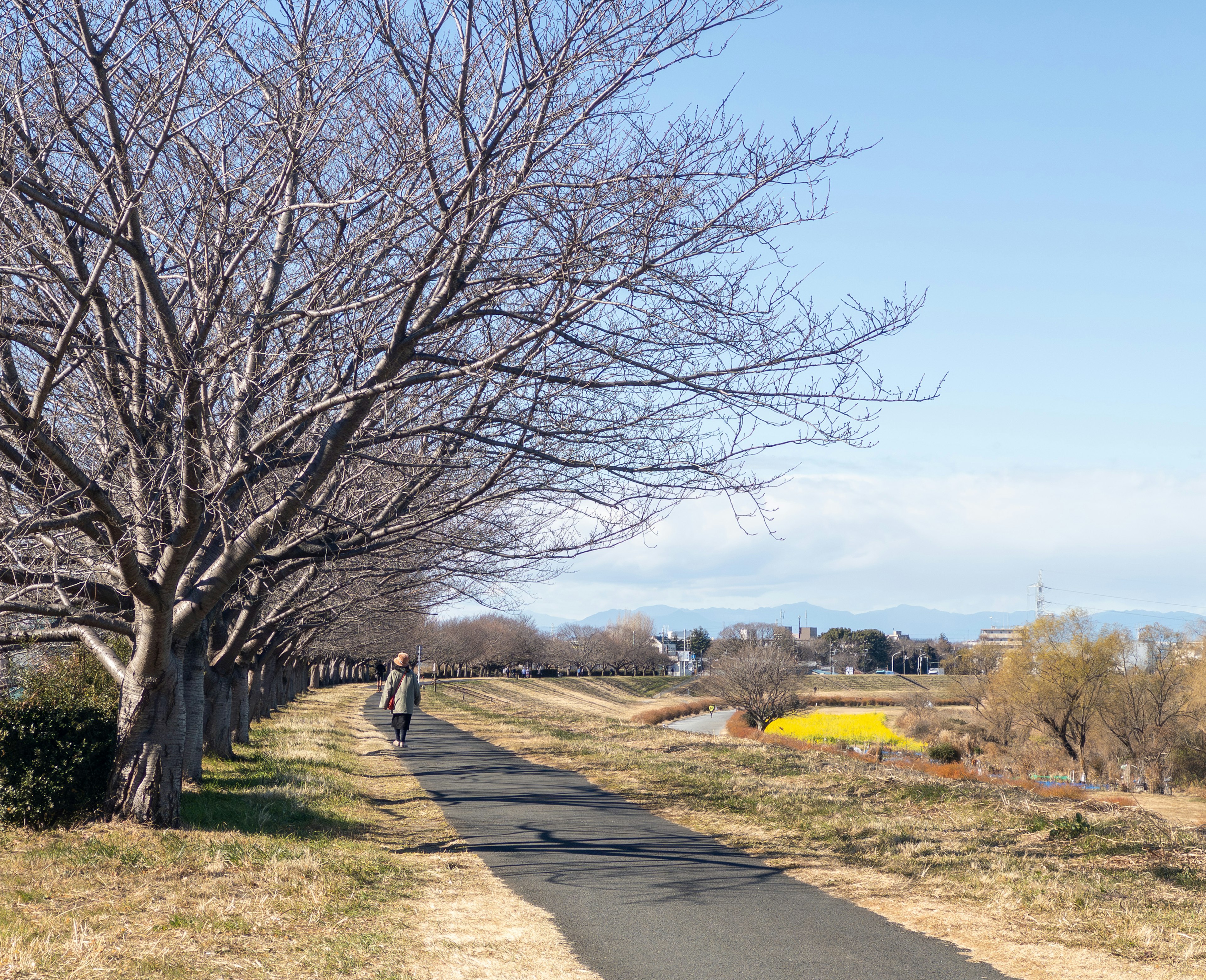 冬の木々が並ぶ川沿いの散歩道に人々が歩いている風景