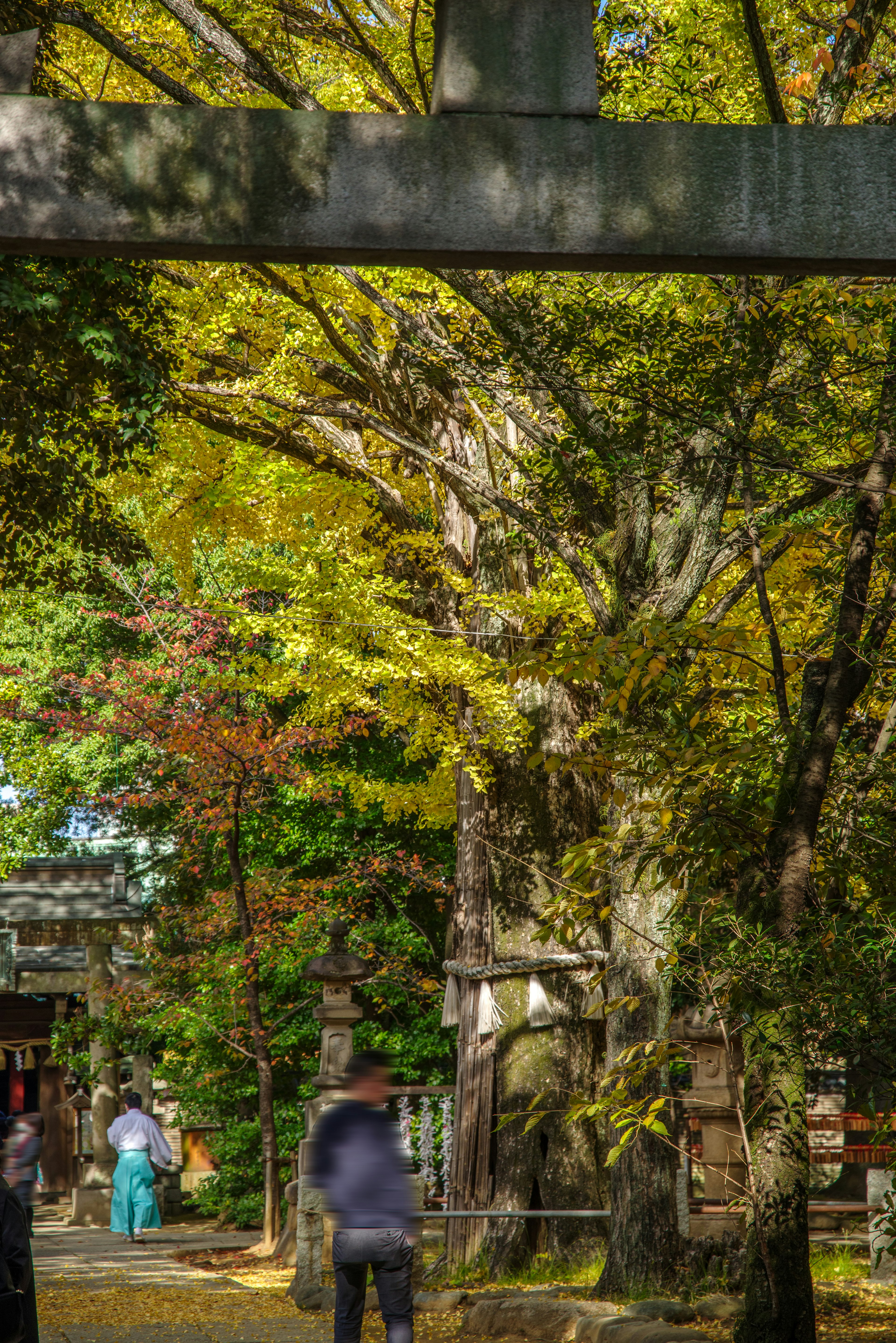 Vista escénica de un santuario con árboles de colores otoñales y una puerta torii