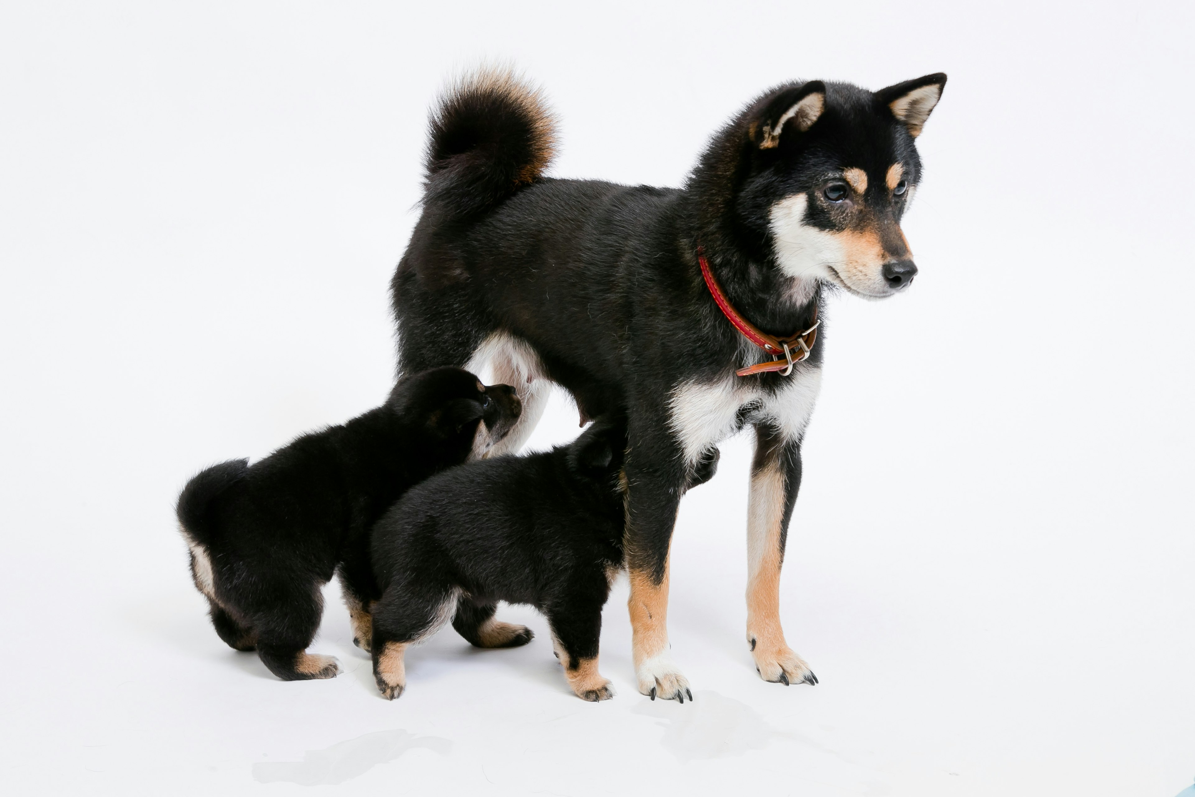 Ein schwarzer Shiba Inu mit zwei verspielten Shiba Inu Welpen