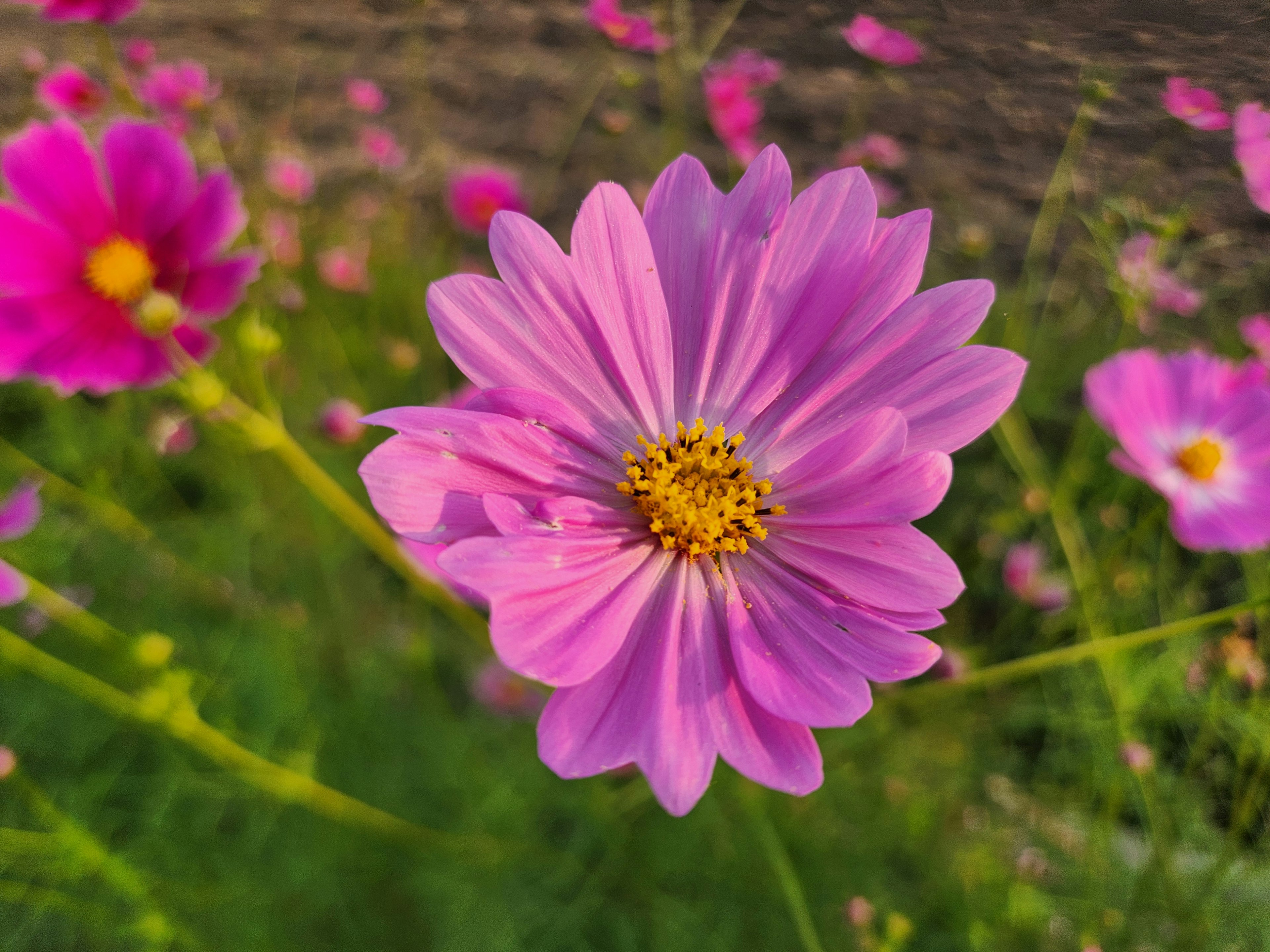 鮮やかなピンクの花が中心にあり、周囲には他のピンクの花が咲いている