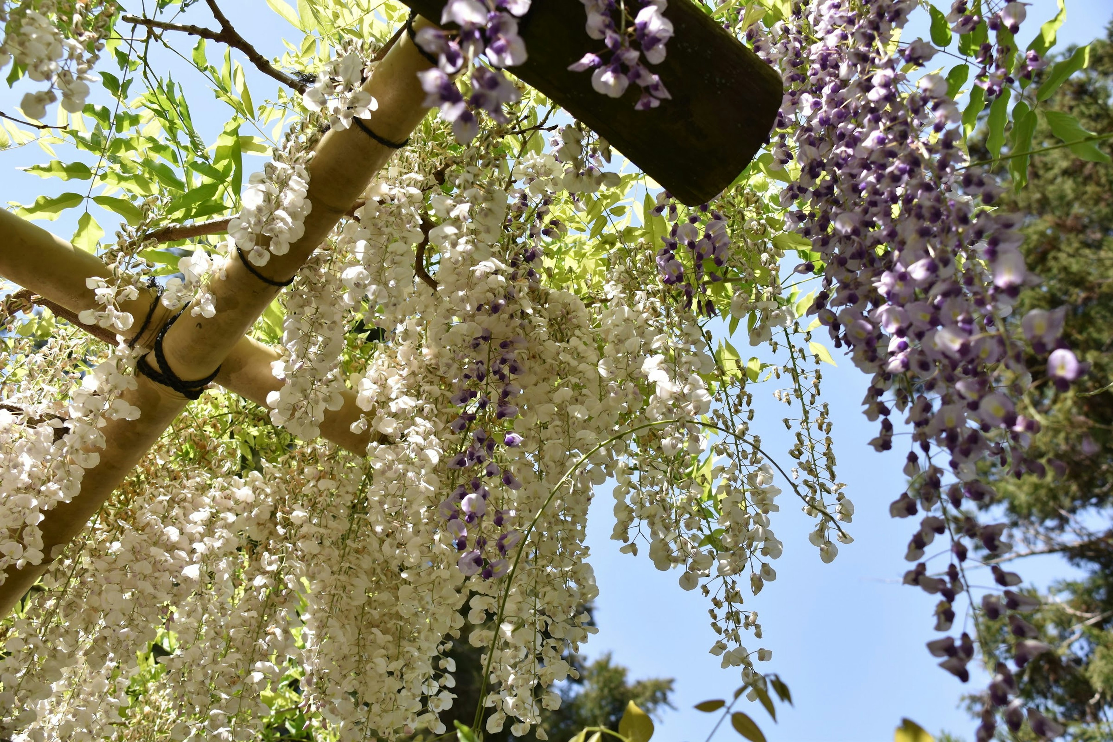 紫と白の藤の花が垂れ下がる美しい風景