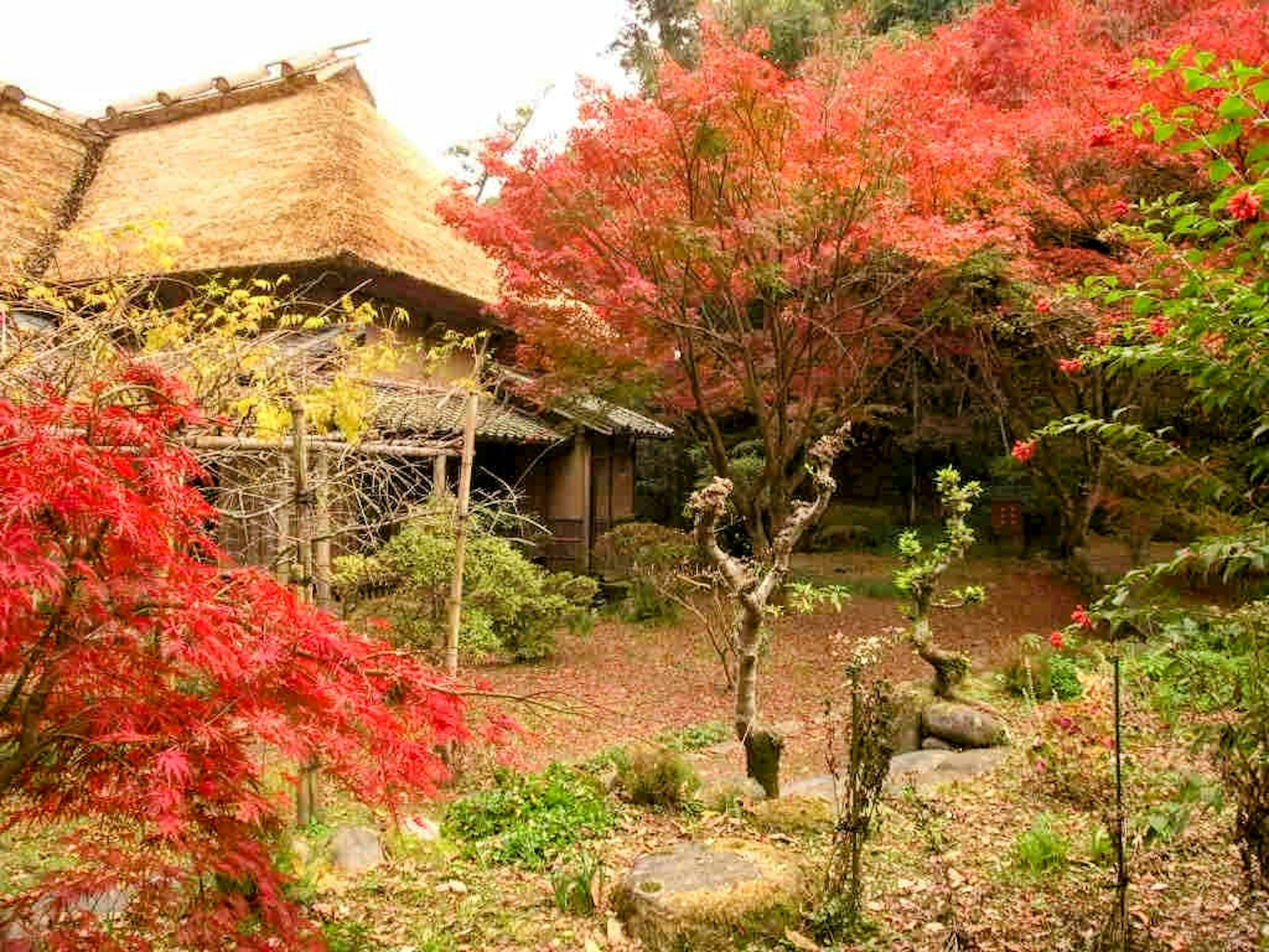 Rumah tradisional Jepang dikelilingi oleh daun musim gugur yang cerah