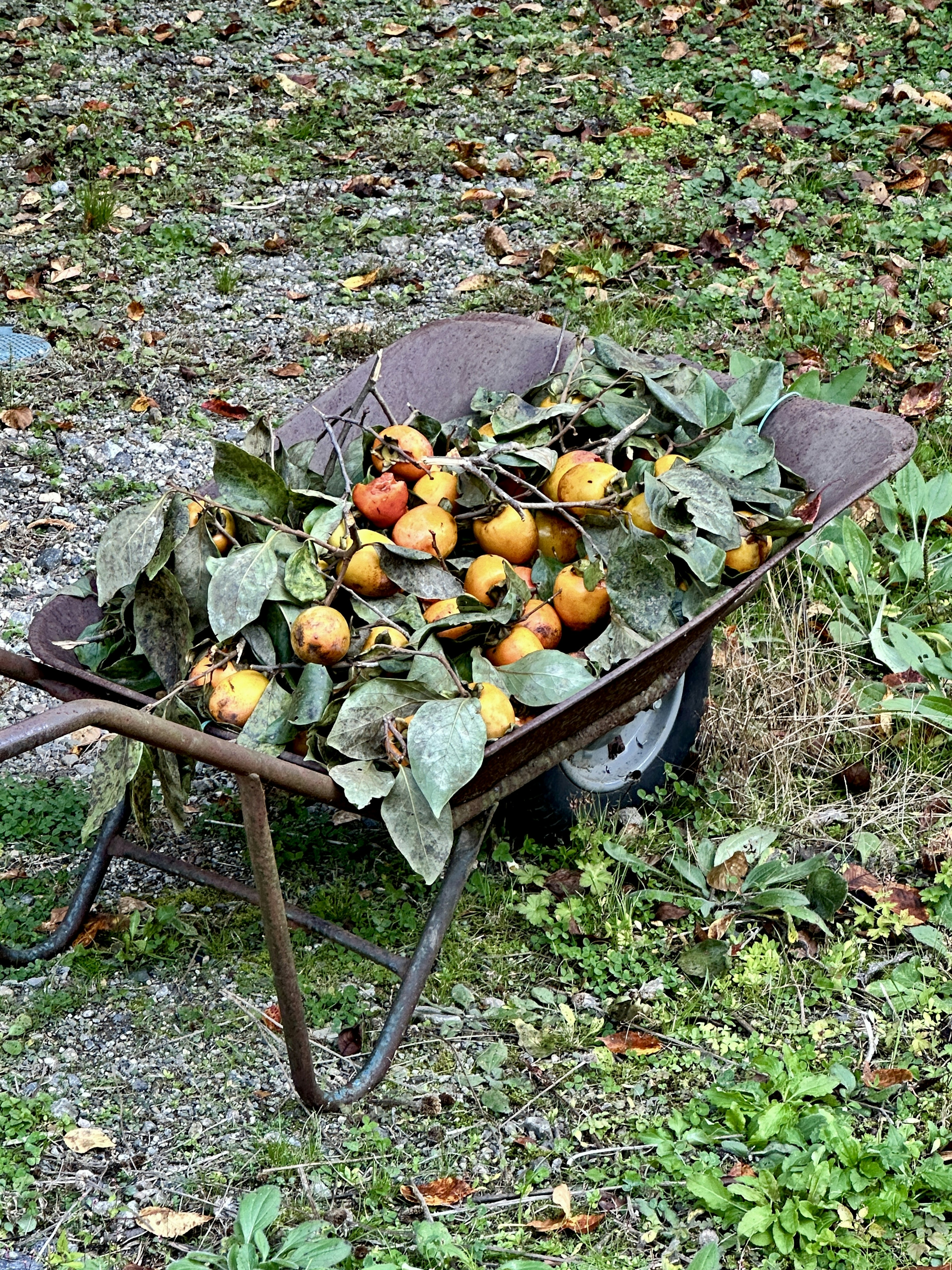 Schubkarre gefüllt mit Blättern und Früchten