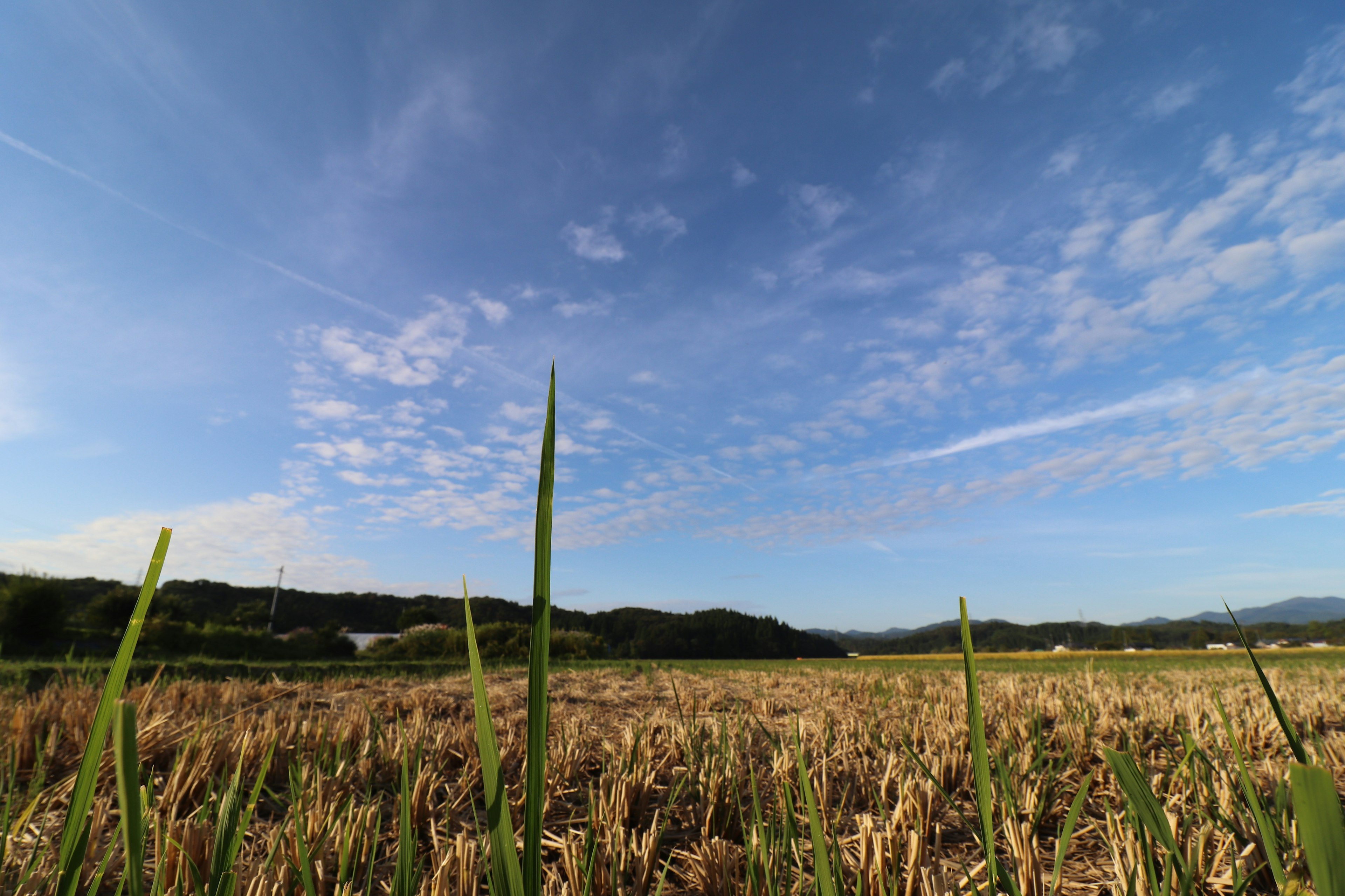 青い空と雲の下の稲の残骸が広がる風景